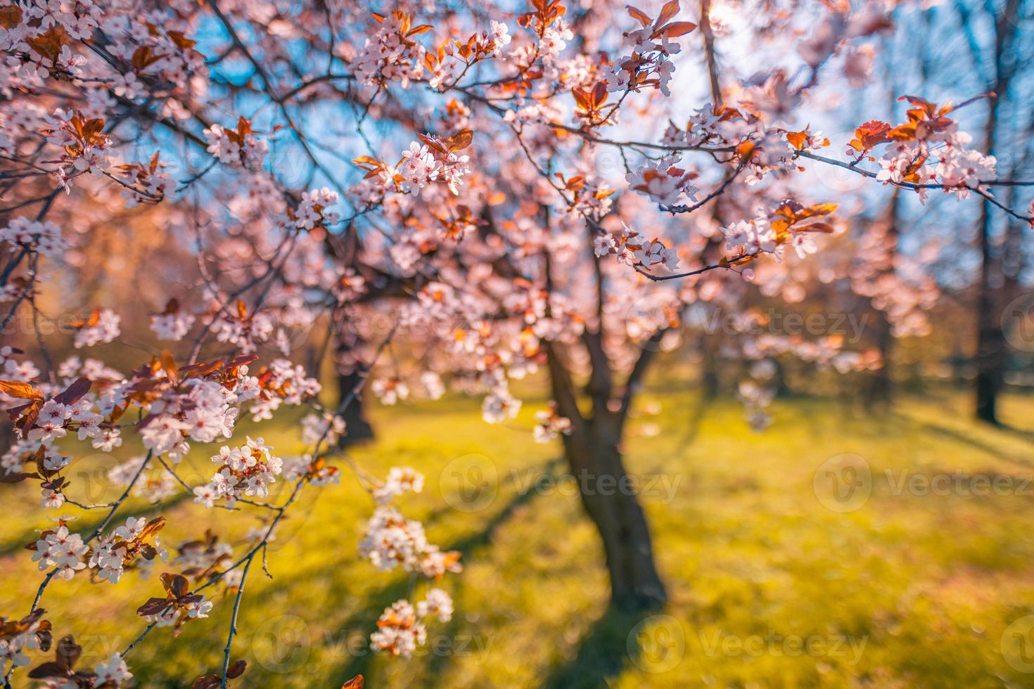 Beautiful spring cherry trees blossoming blooming soft pink flowers sunset sunshine sunny, meadow field grass. Natural springtime landscape, blurred dream nature. Sunrise flowers, idyllic city park photo