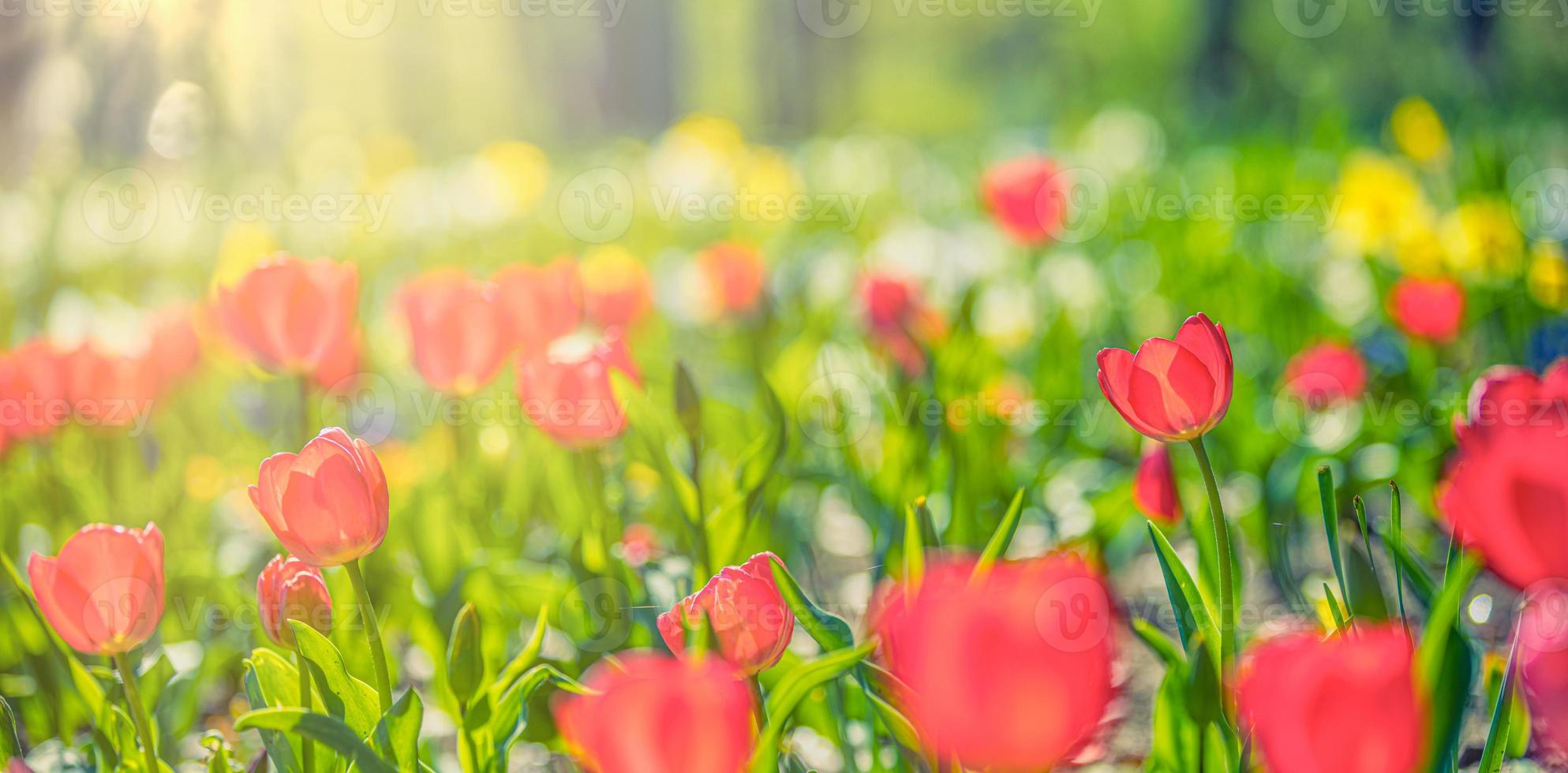 Closeup nature view of amazing red pink tulips blooming in garden. Spring flowers under sunlight. Natural sunny flower plants landscape and blurred romantic foliage. Serene panoramic nature banner photo