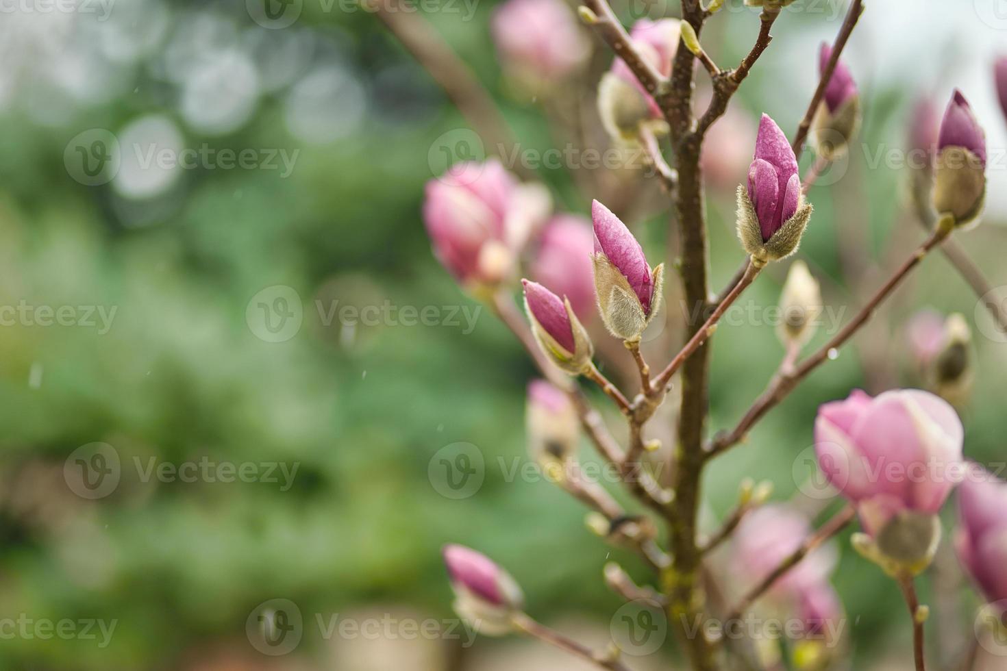 Perfect nature background for spring or summer background. Pink magnolia flowers and soft blue cold dramatic foliage as relaxing moody nature closeup. Rain, blooming flowers, beautiful natural blossom photo