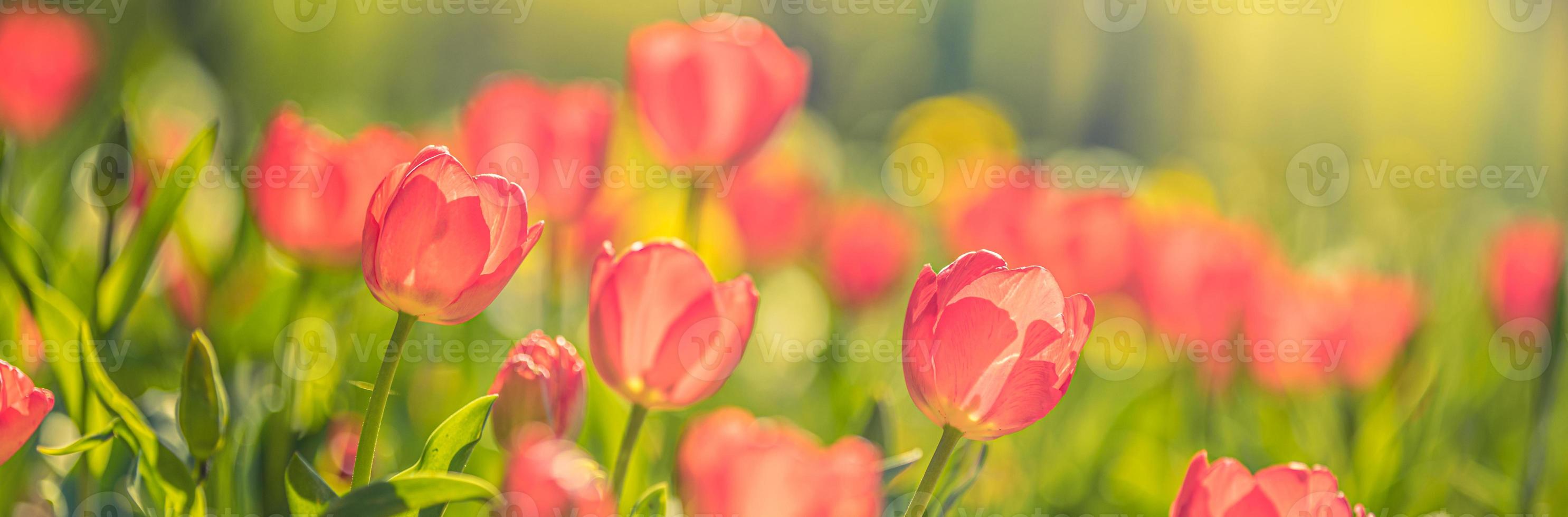 Closeup nature view of amazing red pink tulips blooming in garden. Spring flowers under sunlight. Natural sunny flower plants landscape and blurred romantic foliage. Serene panoramic nature banner photo