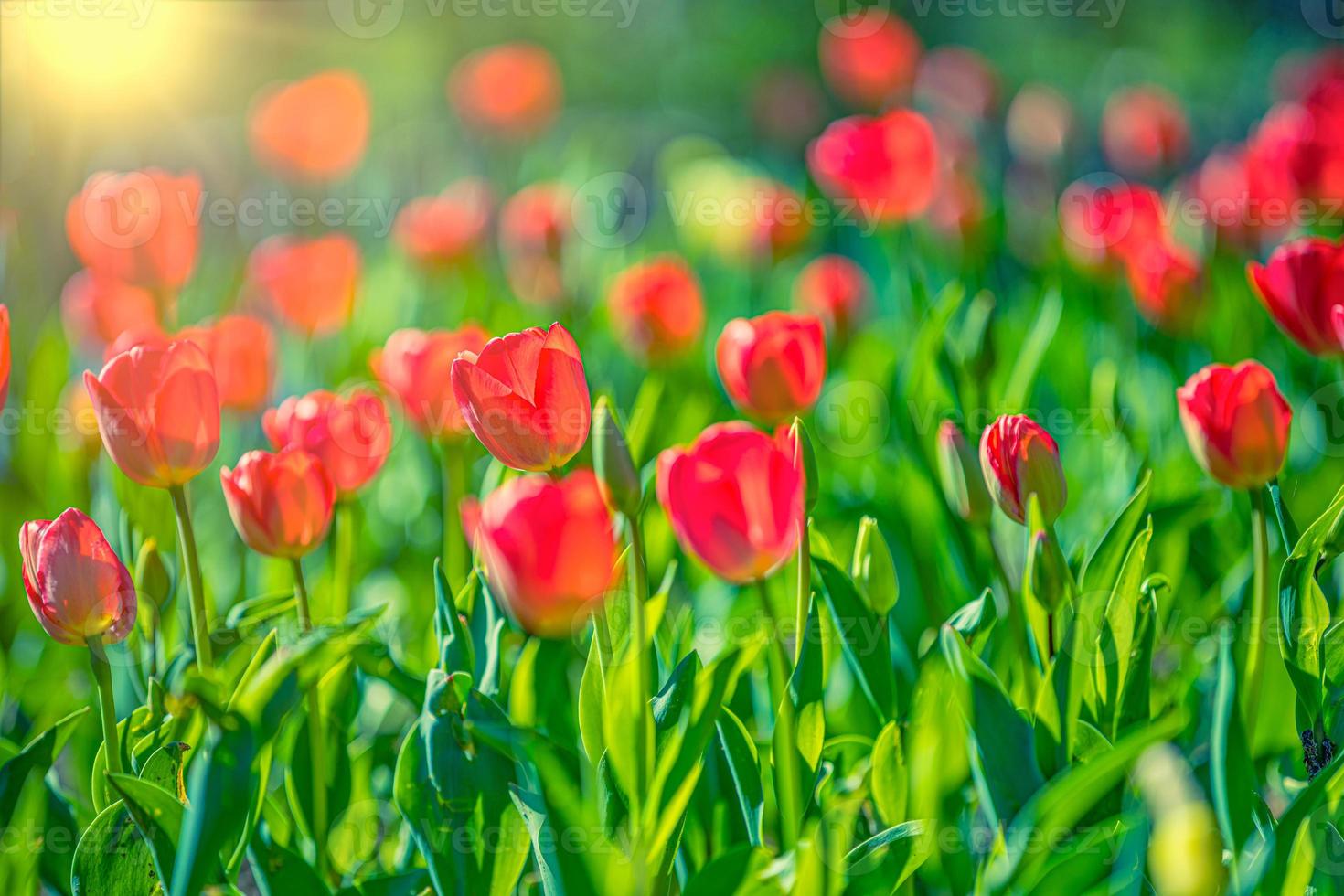 Beautiful bouquet of red tulips in spring nature closeup for card design and web template. Tranquil city park, garden with blooming romantic flowers. Summer floral landscape, sunny petals, rays, beams photo