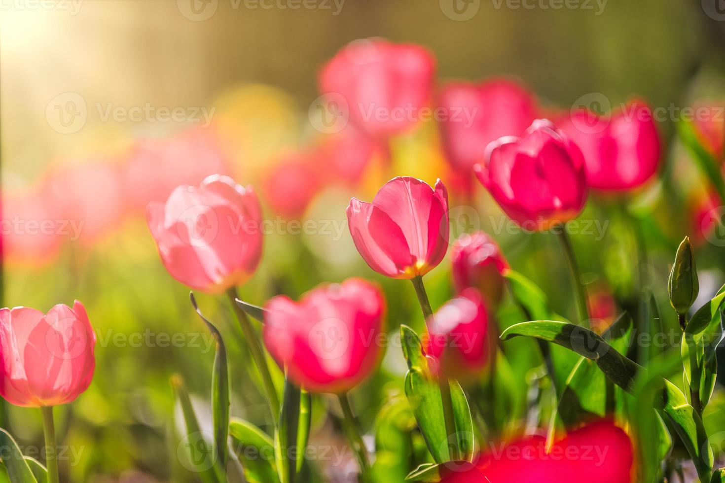 Beautiful bouquet of red tulips in spring nature closeup for card design and web template. Tranquil city park, garden with blooming romantic flowers. Summer floral landscape, sunny petals, rays, beams photo
