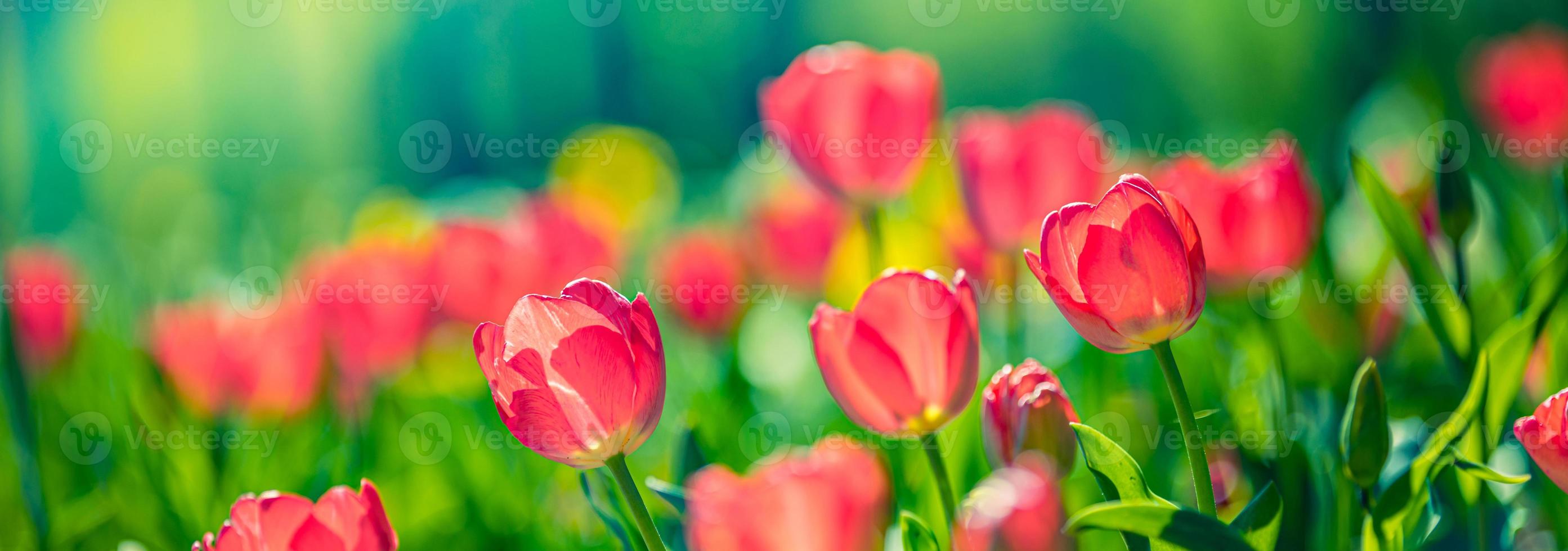 Beautiful closeup bright pink tulips on blurred spring sunny background. Amazing romantic springtime flowers background, love romance panoramic concept. Mothers day banner colorful dream nature meadow photo