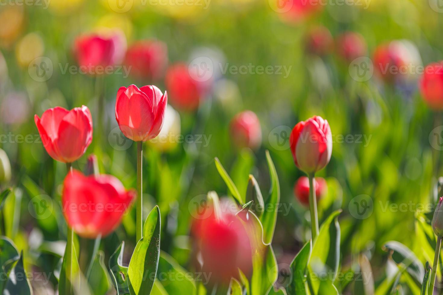 Amazing spring nature closeup. Beautiful soft pastel red tulips blooming in a tulip field in garden with blurry forest field landscape, sunlight for horizontal floral poster. Inspire love romance photo