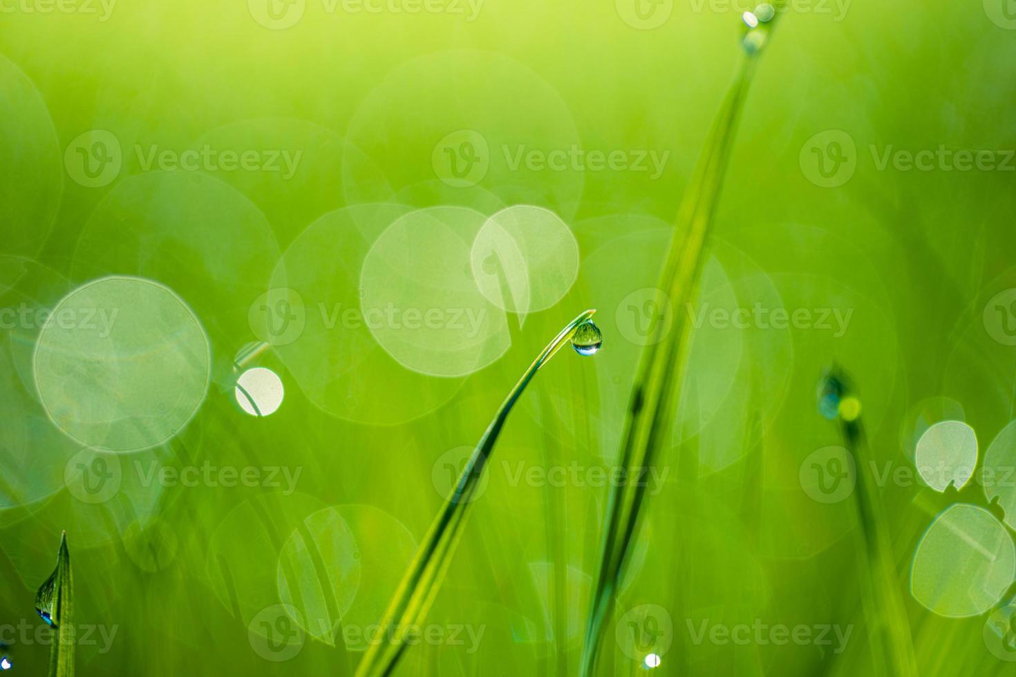 Lush green blades of grass with beautiful transparent water drops ...