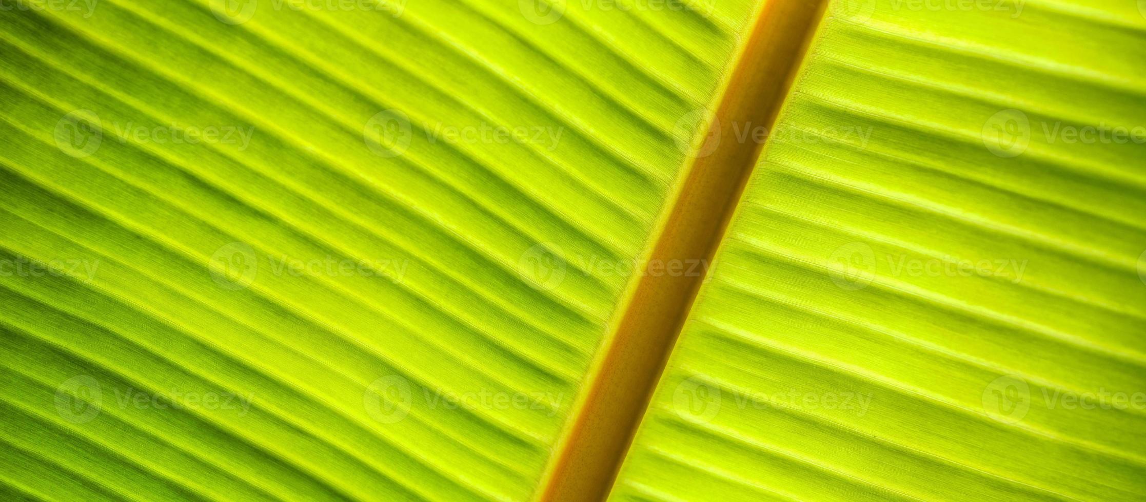 Close up green leaf texture. Banana leaf macro, tropical nature details. Green leaf macro background. Beautiful nature backlight, backdrop. Sunny closeup of textured. Environment and ecology concept photo