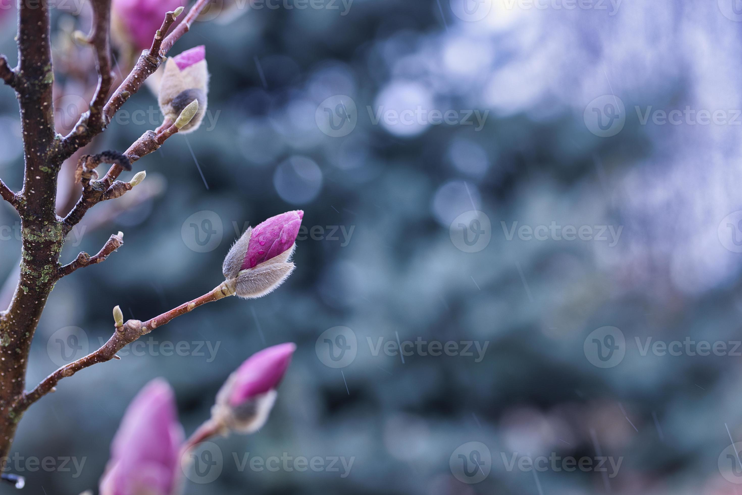 Perfect nature background for spring or summer background. Pink ...