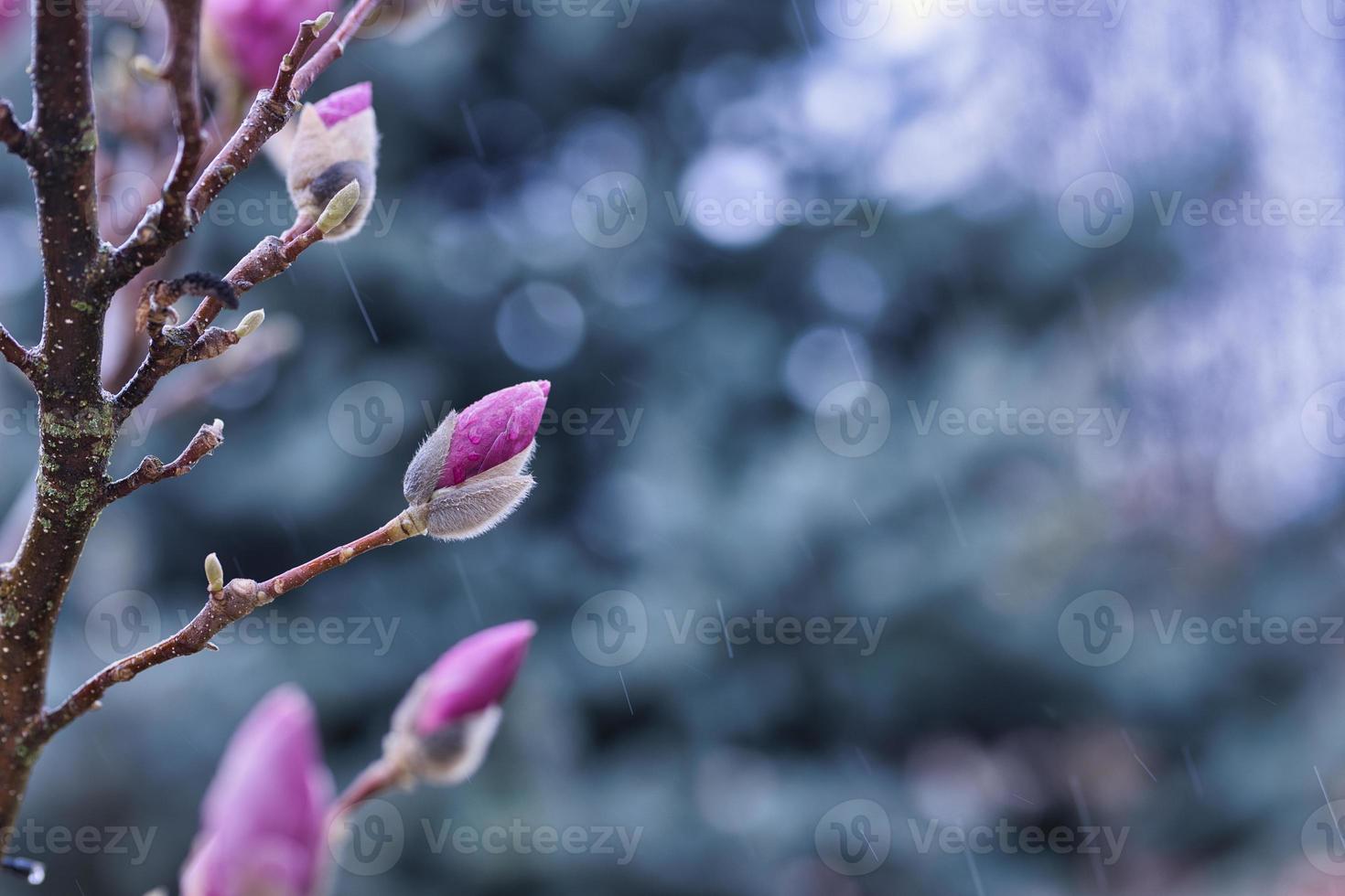 Perfect nature background for spring or summer background. Pink magnolia flowers and soft blue cold dramatic foliage as relaxing moody nature closeup. Rain, blooming flowers, beautiful natural blossom photo