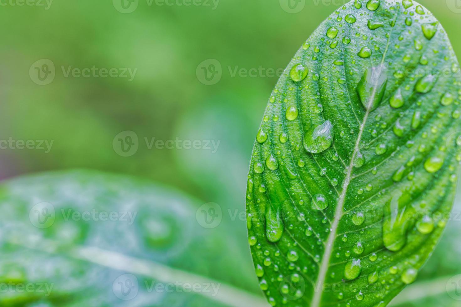 hoja verde con gotas de agua para el fondo. hermosa textura de hoja en la naturaleza. hojas verdes naturales con textura de fondo de gota de lluvia. ambiente de primer plano natural, concepto limpio de frescura, orgánico foto