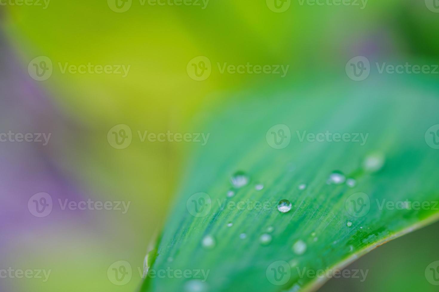 Green leaf with water drops for background. Beautiful leaf texture in nature. Nature green leaves with raindrop background texture. Natural closeup environment, clean concept of freshness, organic photo