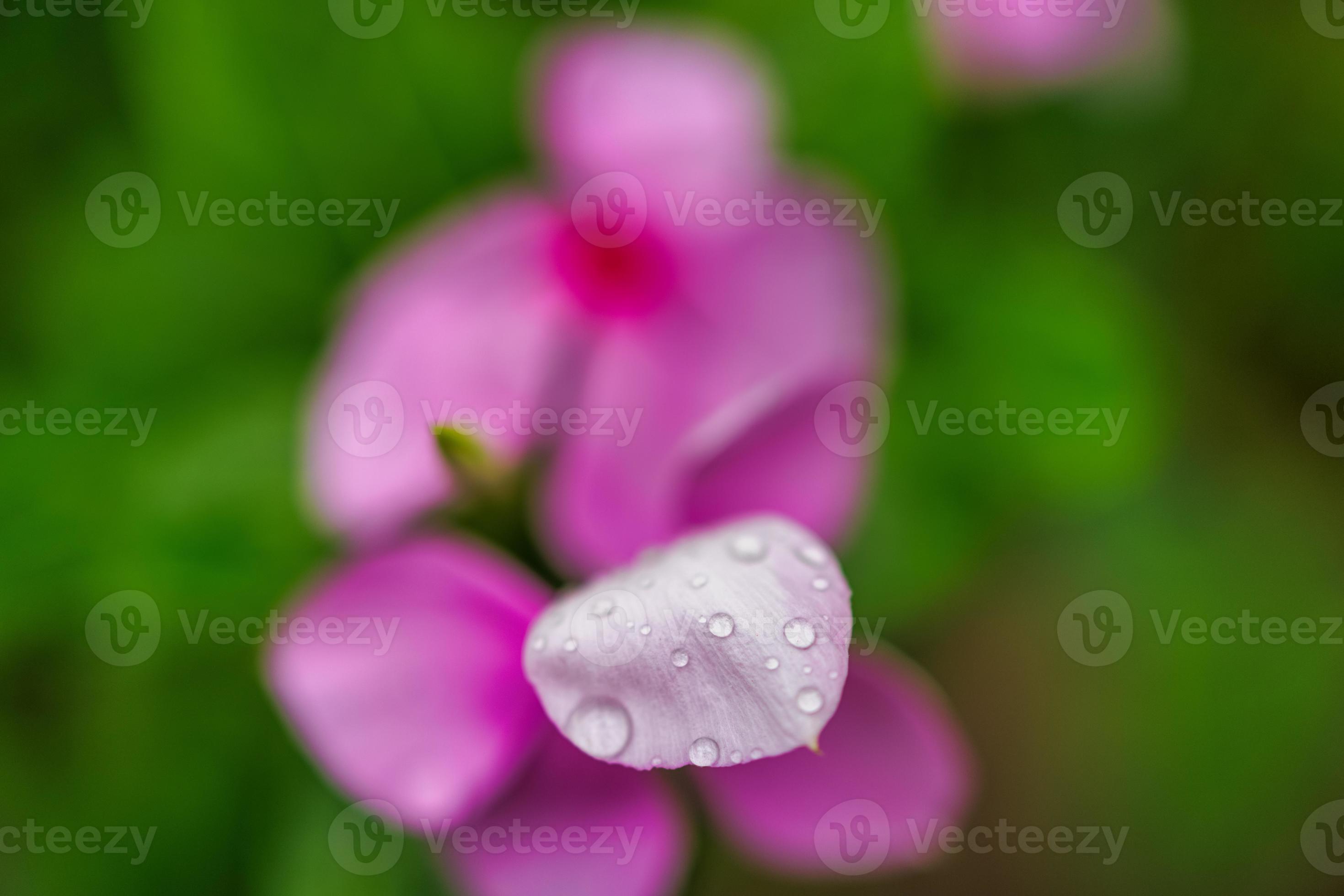 primer plano floral abstracto, gota de agua sobre pétalos de rosa. flores  de primer plano con follaje verde borroso. macro de ensueño, gotas de  lluvia. planta natural de verano, hermosa flor de