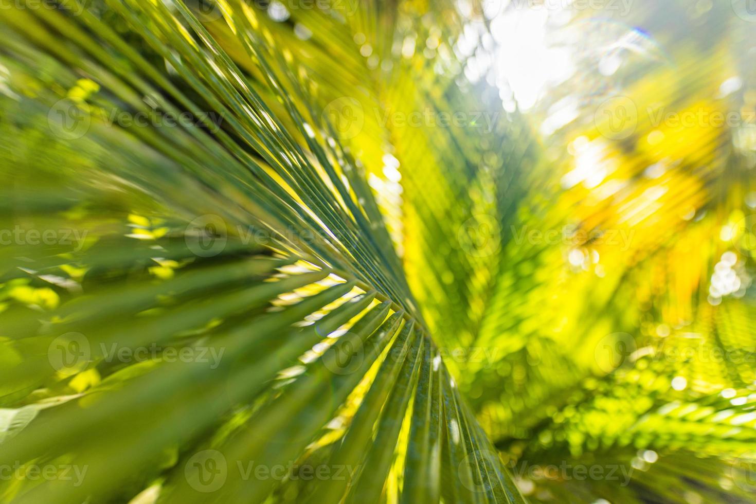 Abstract closeup of tropical palm tree leaf, exotic nature pattern. Sunlight, blurred green foliage. Relaxing nature view, natural leaf texture nature background. photo