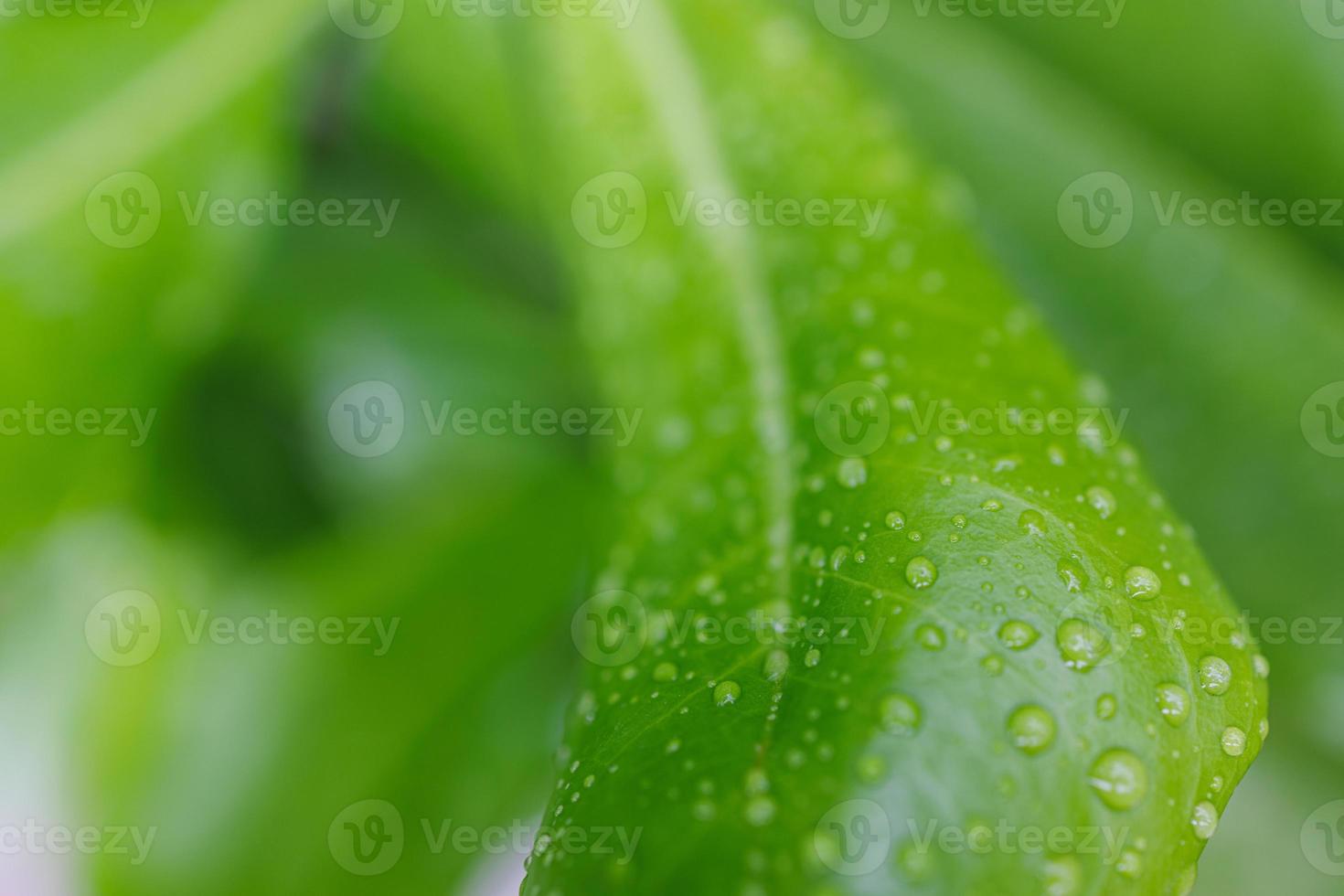 Green leaf with water drops for background. Beautiful leaf texture in nature. Nature green leaves with raindrop background texture. Natural closeup environment, clean concept of freshness, organic photo