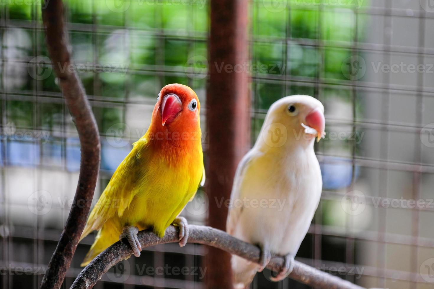 Budgerigar Melopsittacus undulatus Small Bird in the Cage. Budgie or Parakeet is a long tail, seed eating mimicry talking shell parrot in genus Melopsittacus photo