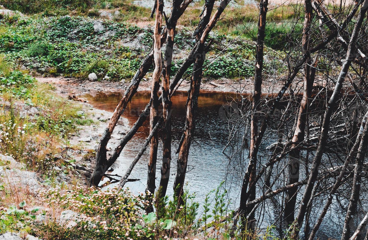 a pond on the edge of which there are dried trees photo