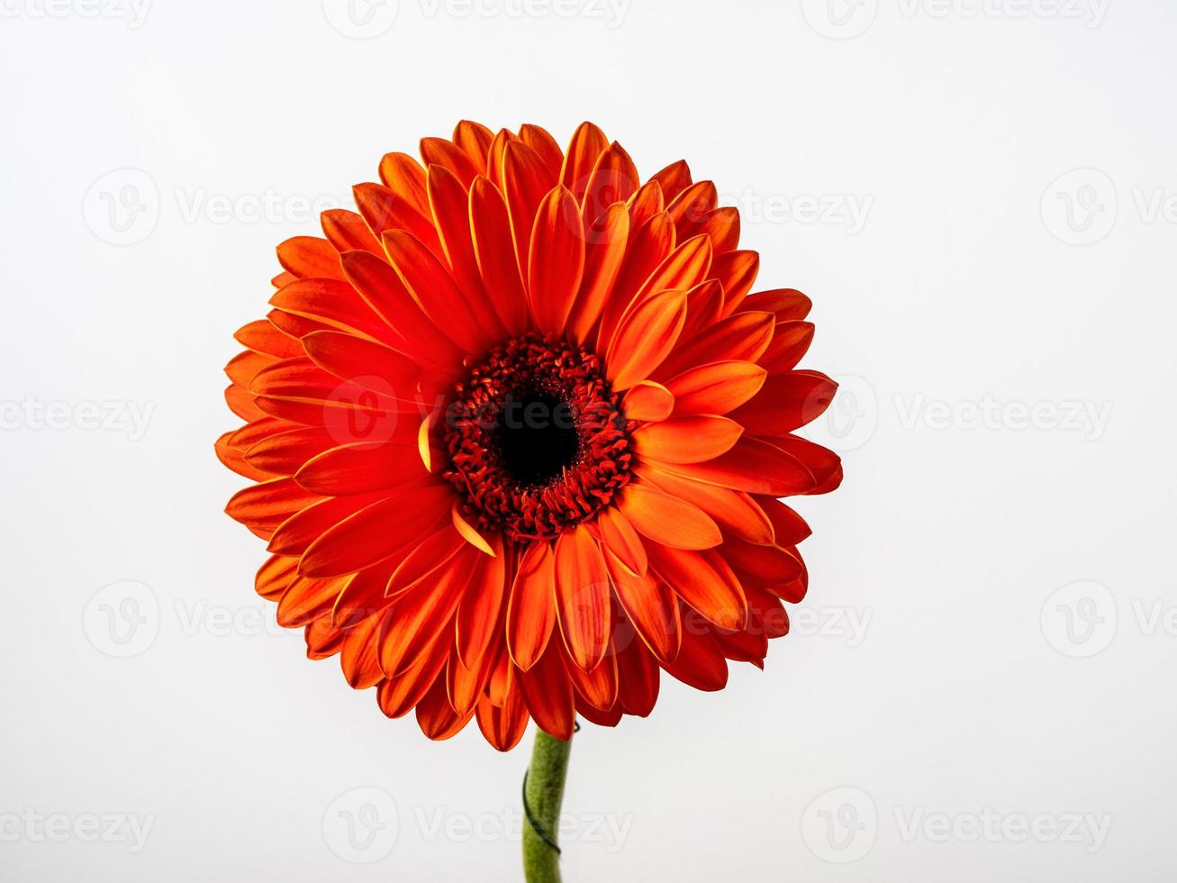 Beautiful red gerbera isolated on white background photo