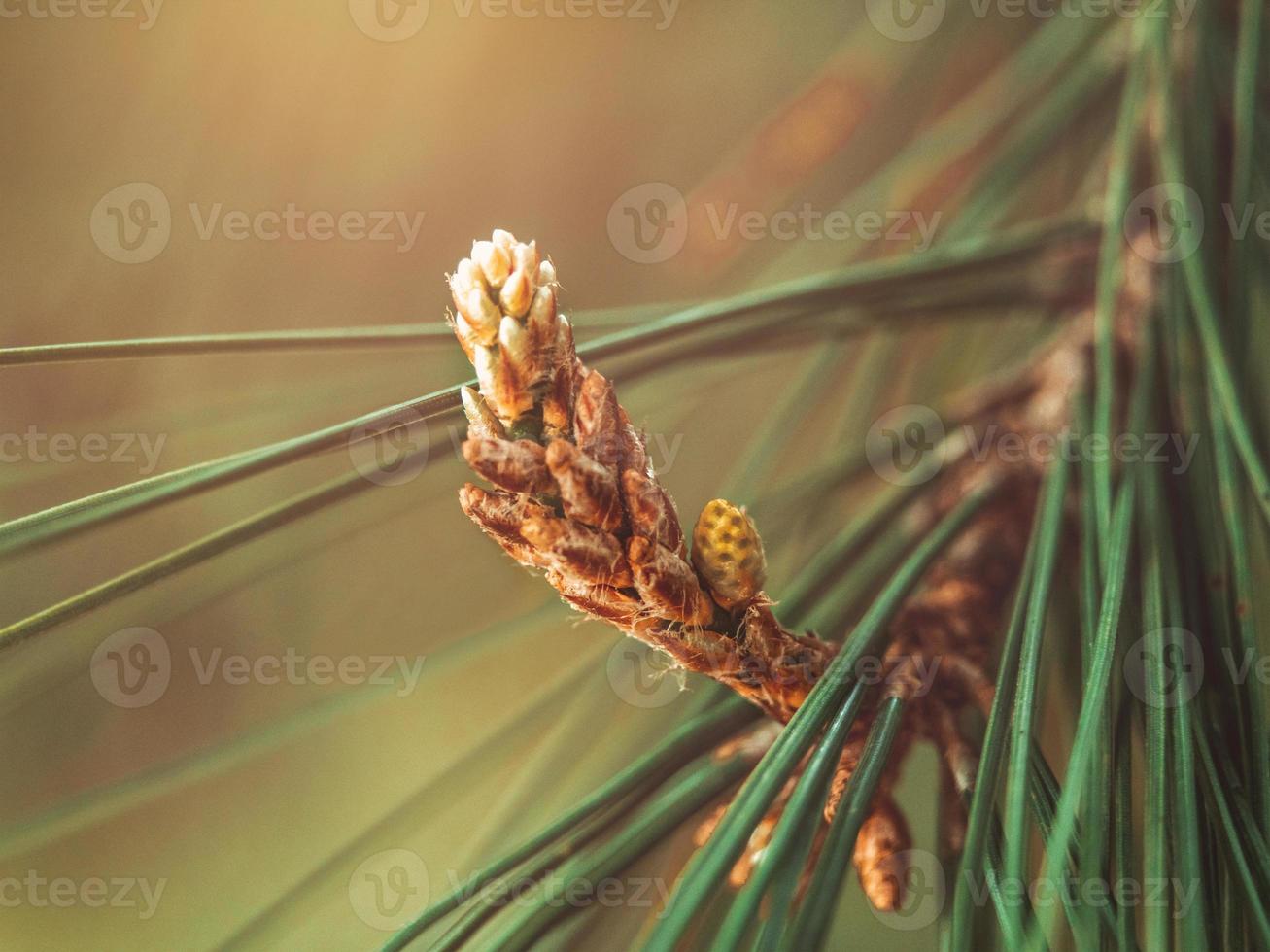 macro photo of a pine branch with small cones on it in soft focus