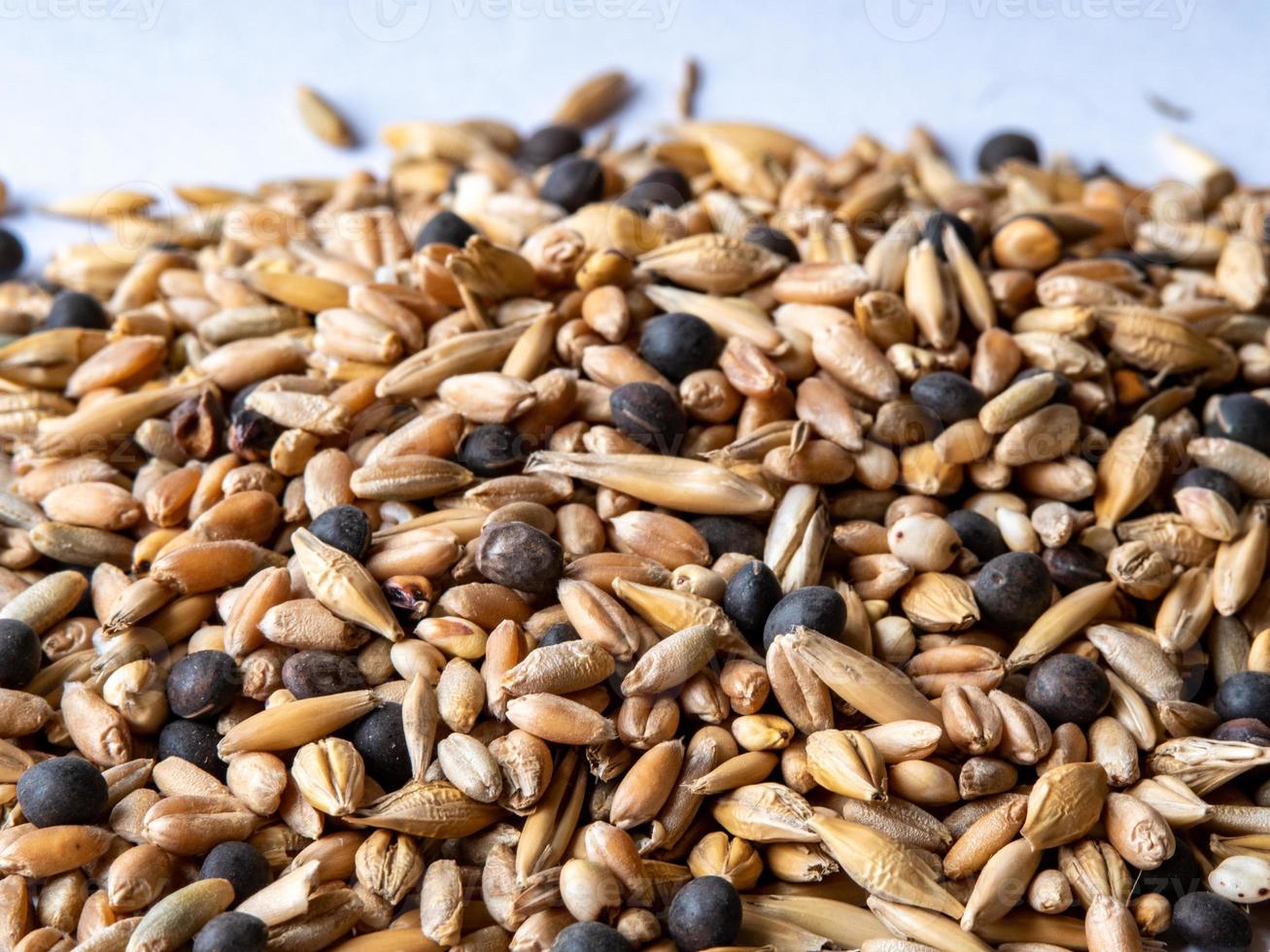 shot from a close distance of a mixture of cereals for growing photo