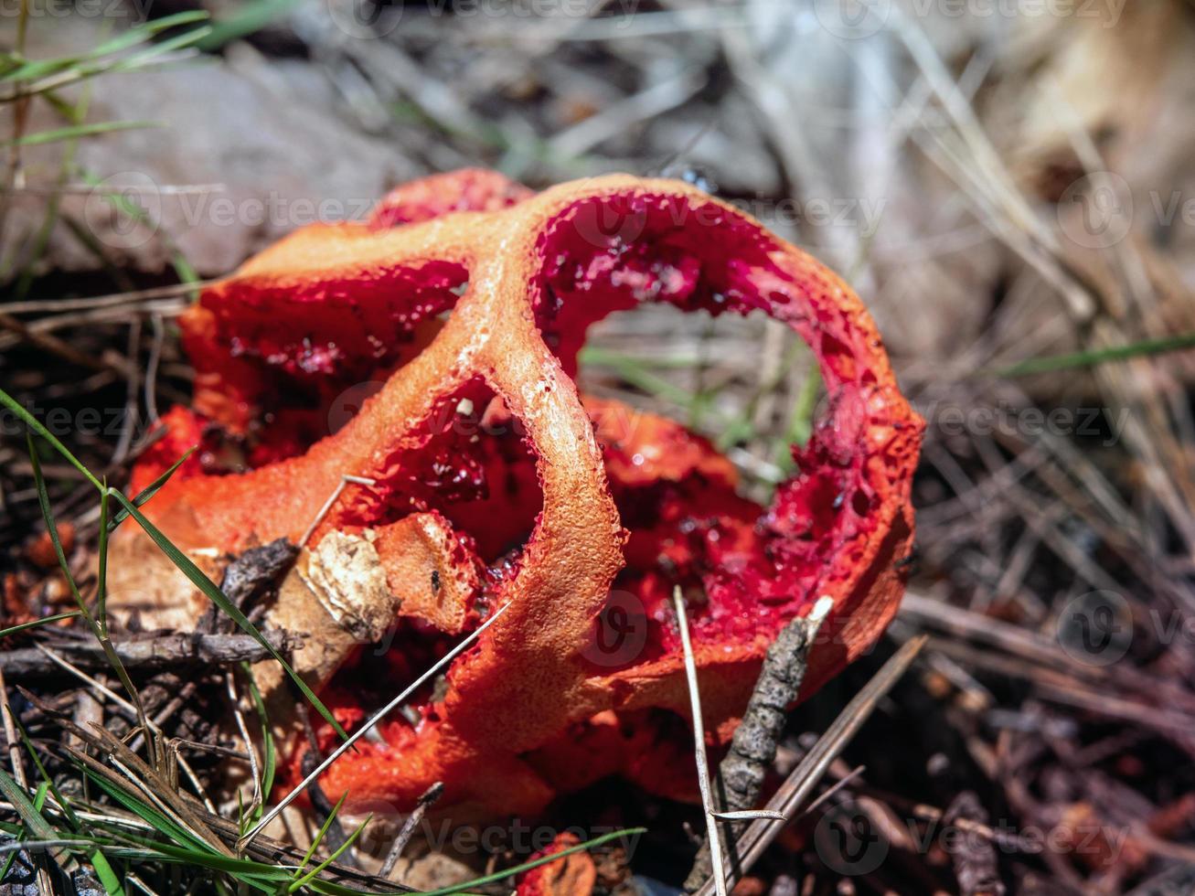 Photo of red bright Clathrus ruber fungus