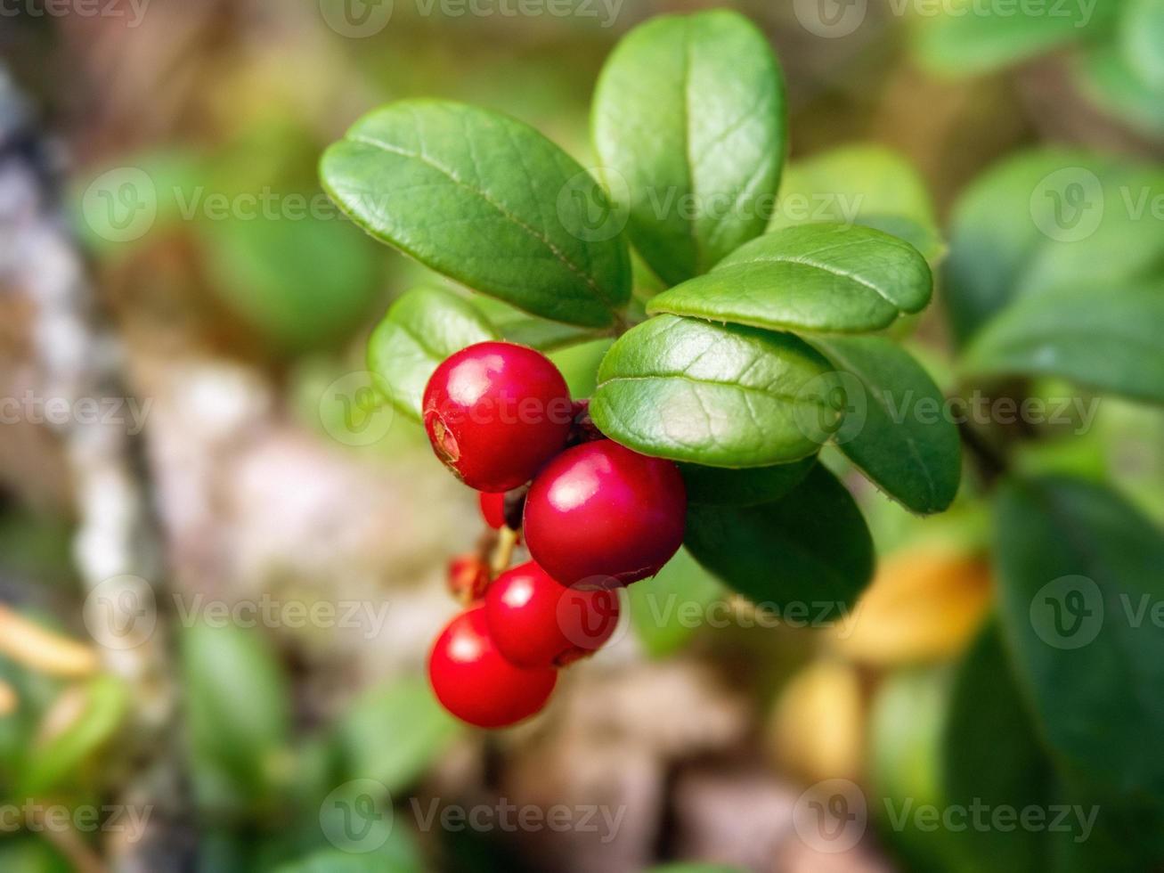 closeup photo of small red cowberry berries on a brunch under the sun