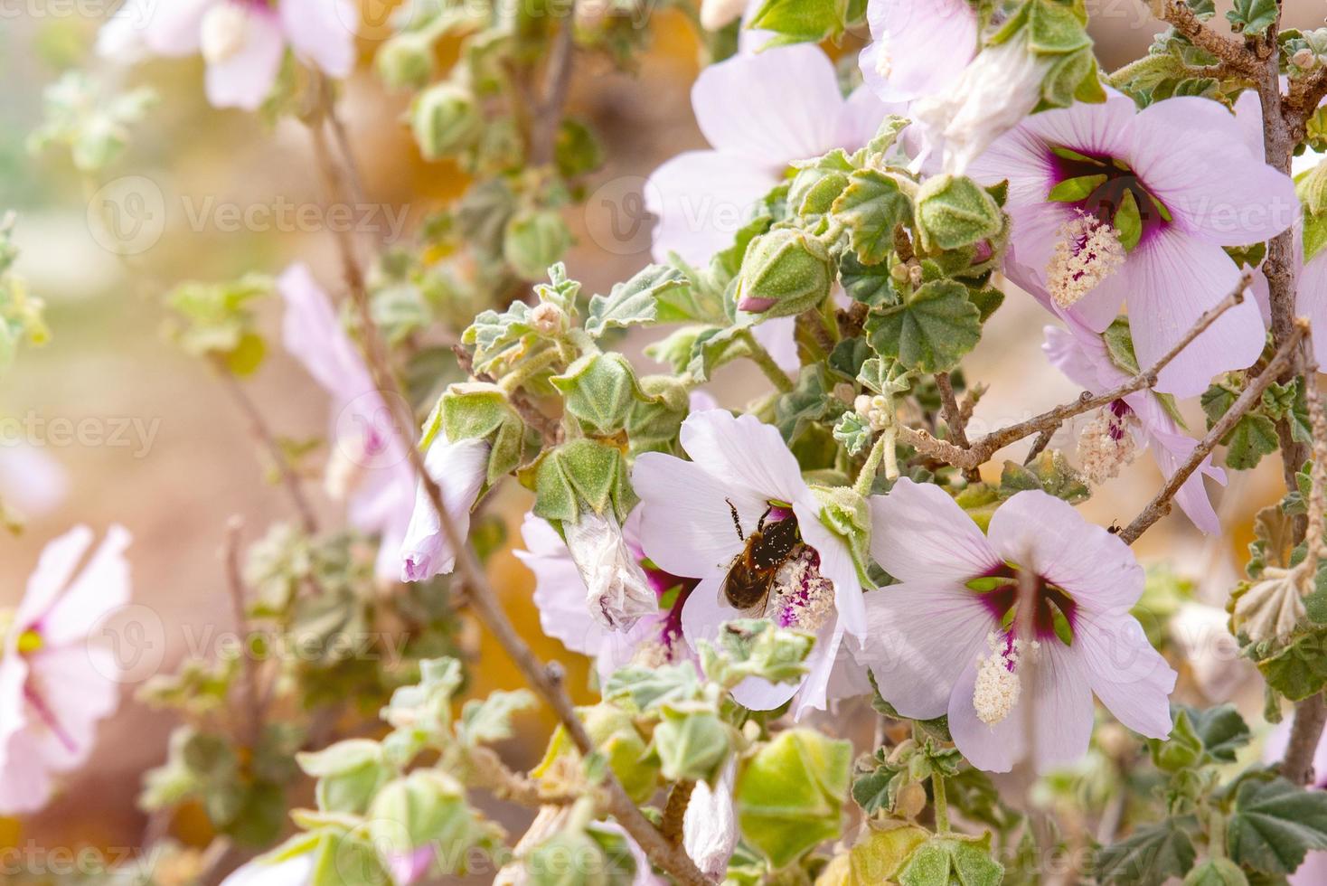 a bee swarms in young hibiscus flowers on a fine sunny day photo