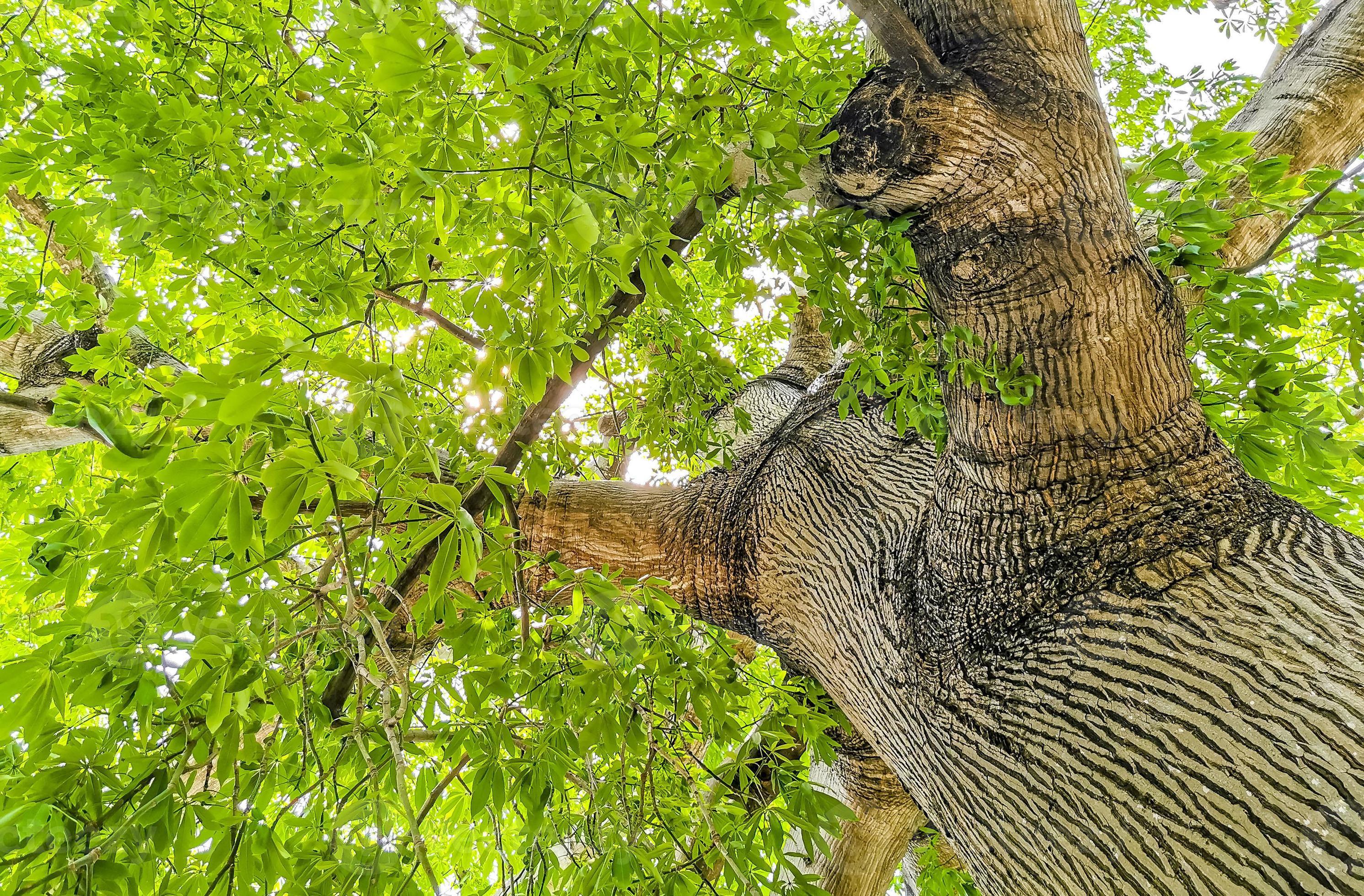 Huge beautiful Kapok tree Ceiba tree with spikes in Mexico. 12511468