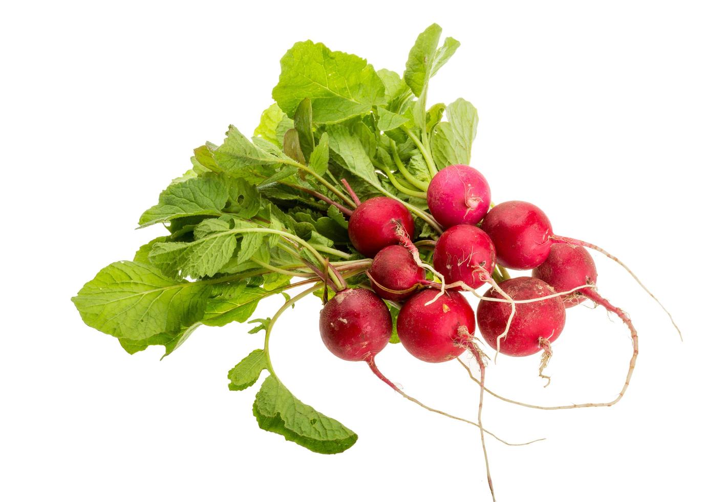 Fresh radish on white background photo