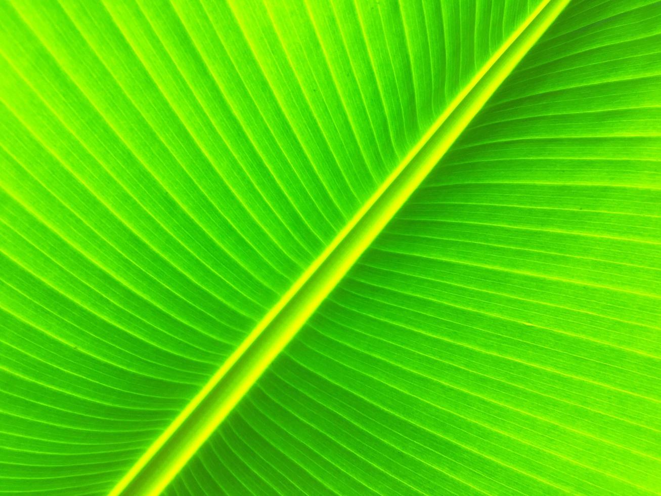 Banana leaf texture background. Wallpaper for design, closeup view photo