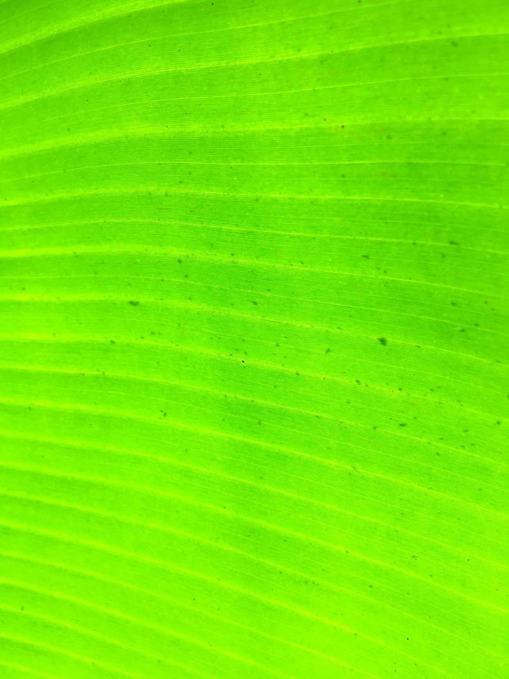 Banana leaf texture background. Wallpaper for design, closeup view photo