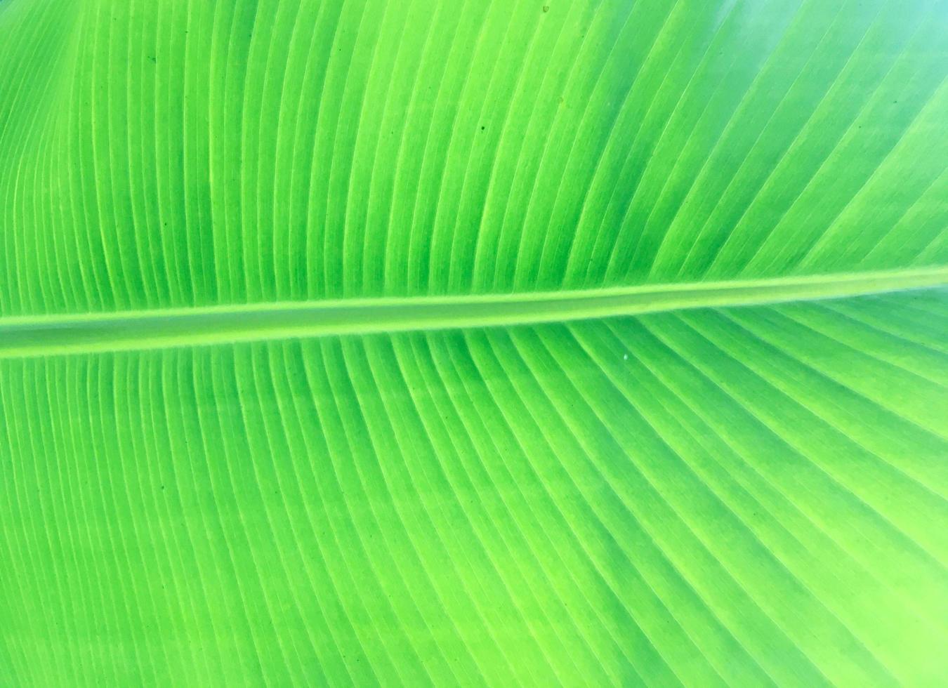 Banana leaf texture background. Wallpaper for design, closeup view photo