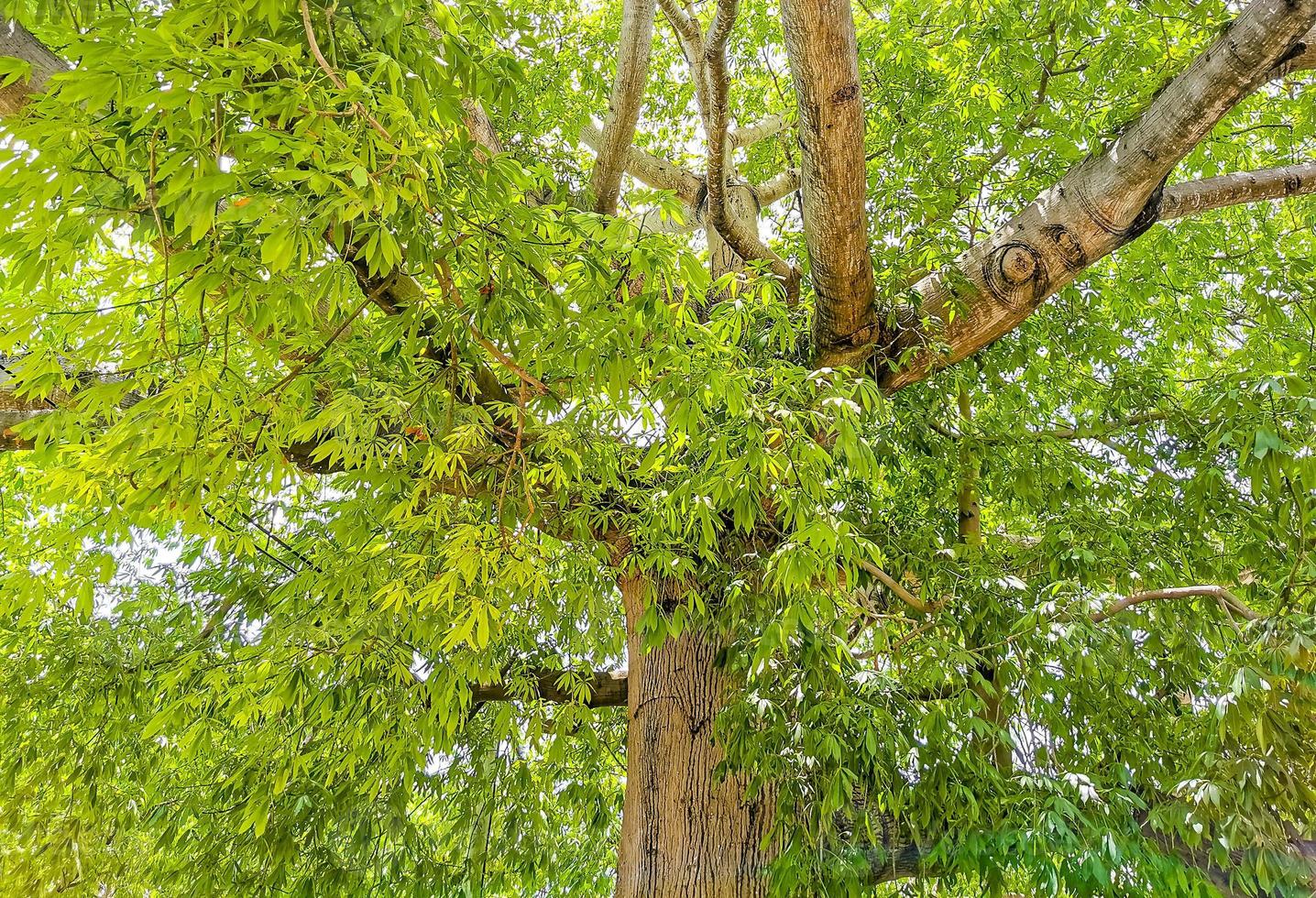 Huge beautiful Kapok tree Ceiba tree with spikes in Mexico. photo