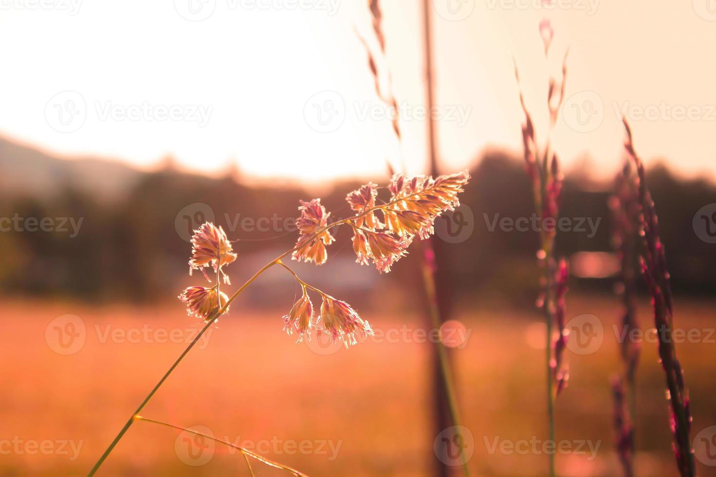 Reed grass flower exposed to evening sunlight in the background against a blurry meadow background, orange tone photo. photo