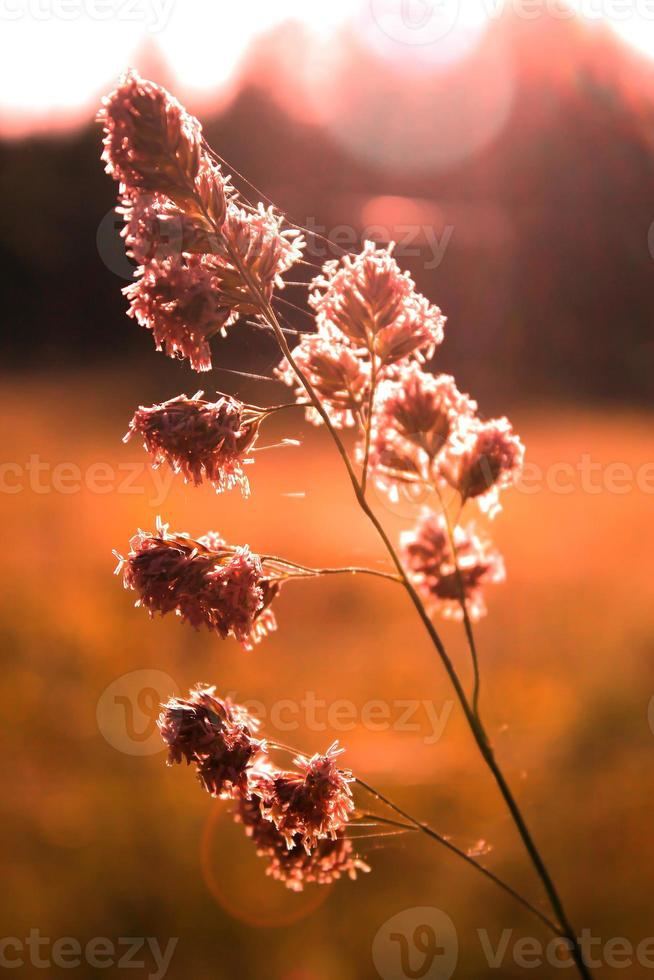 flor de hierba de caña expuesta a la luz del sol de la tarde en el fondo contra un fondo de prado borroso, foto de tono naranja.