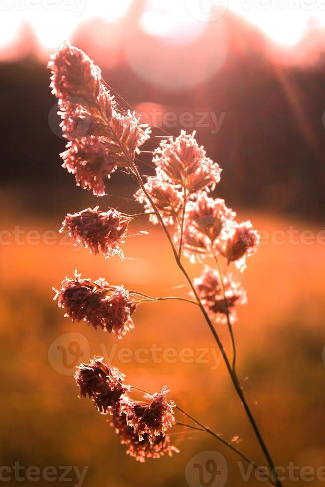 flor de hierba de caña expuesta a la luz del sol de la tarde en el fondo contra un fondo de prado borroso, foto de tono naranja.