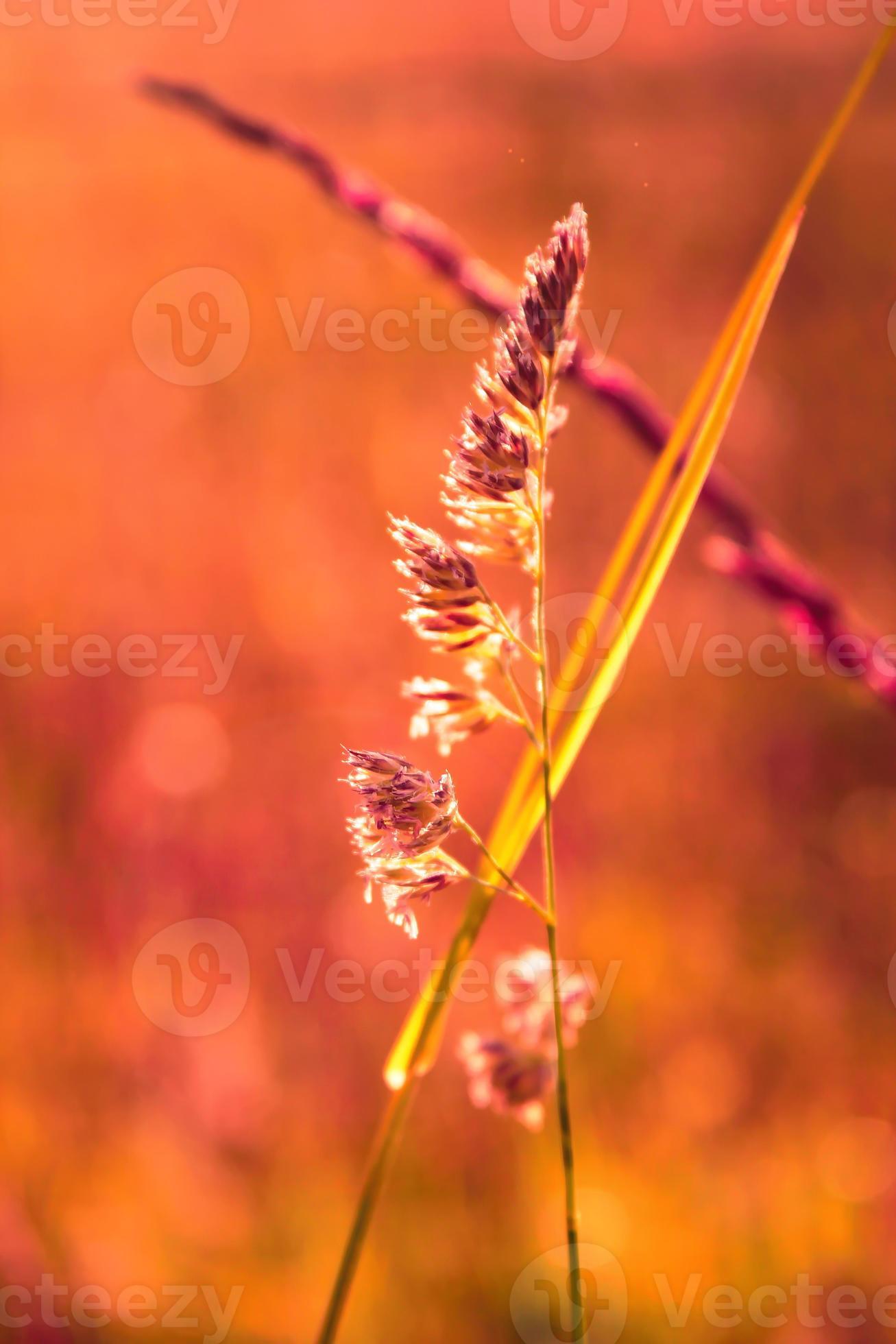 Reed grass flower exposed to evening sunlight in the background against