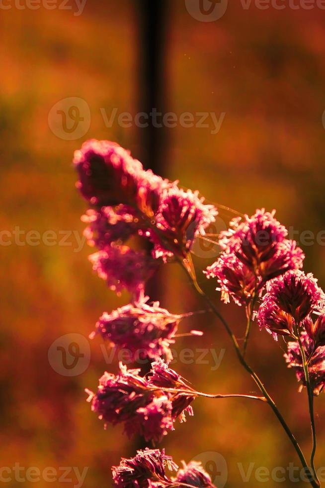 flor de hierba de caña expuesta a la luz del sol de la tarde en el fondo contra un fondo de prado borroso, foto de tono naranja.