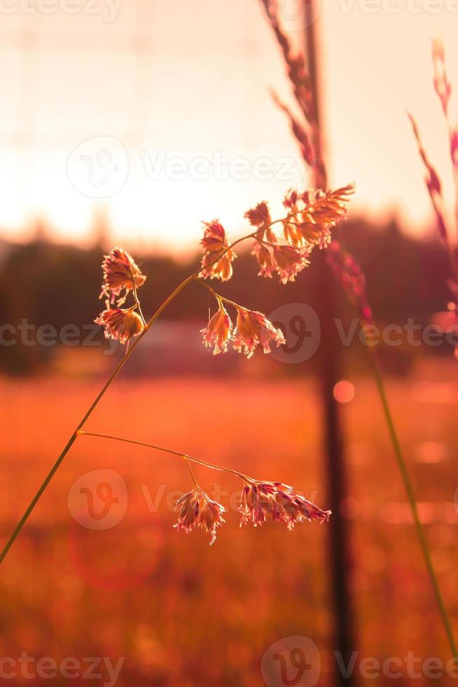 malas hierbas florales expuestas a la luz del sol de la tarde en el fondo contra un fondo de pradera borrosa, foto de tono naranja.