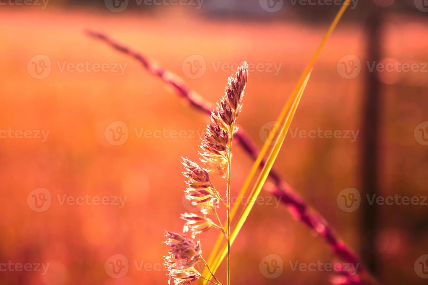 Reed grass flower exposed to evening sunlight in the background against