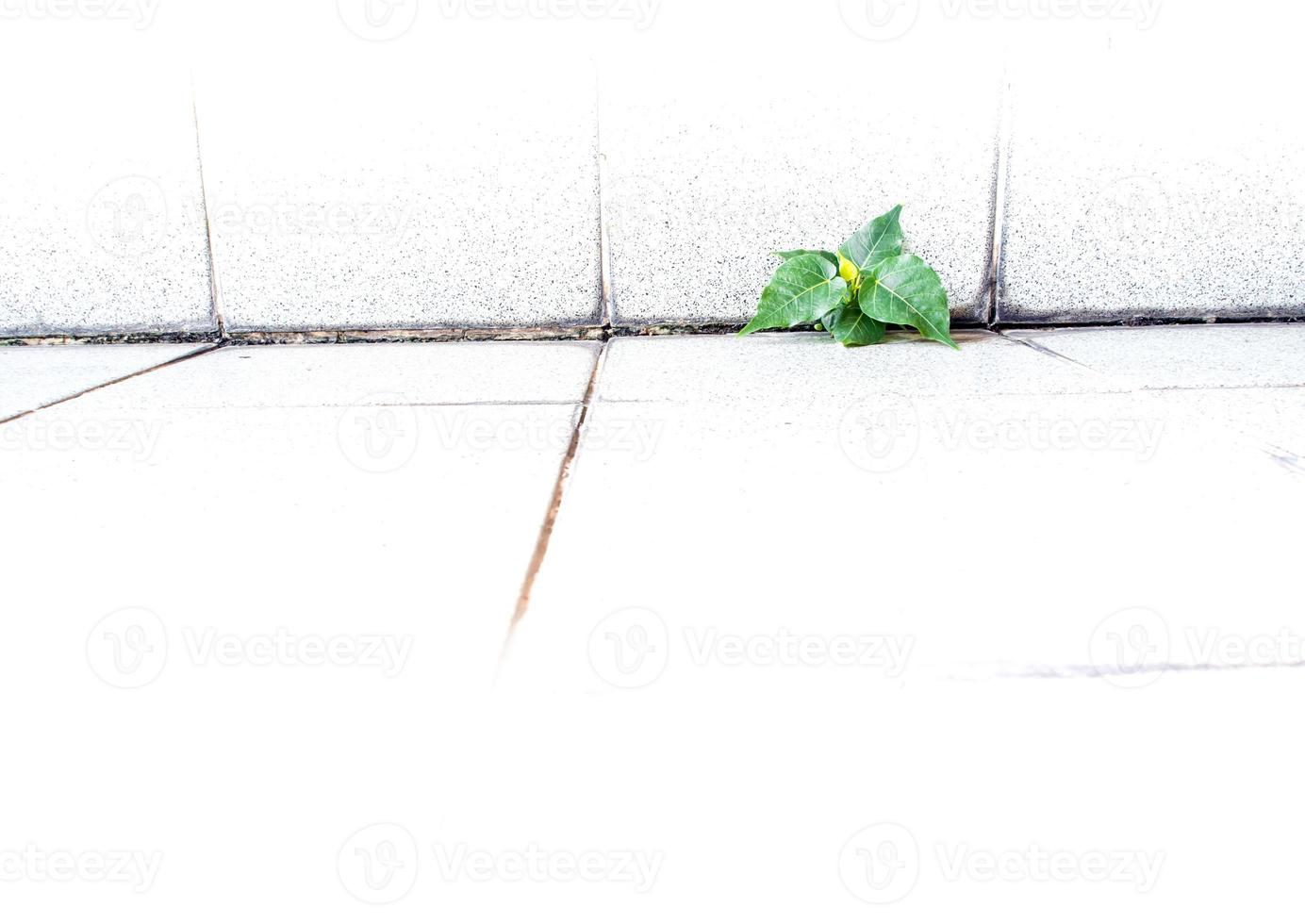 Small Banyan tree Growing up in the building photo