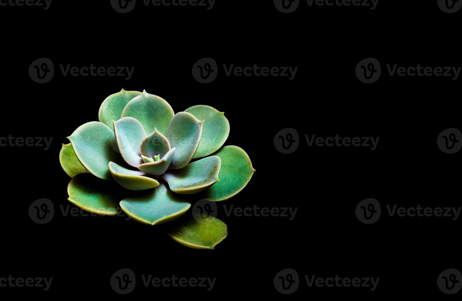 Succulent plant close-up Echeveria perle von nurnberg in the earthen pot photo