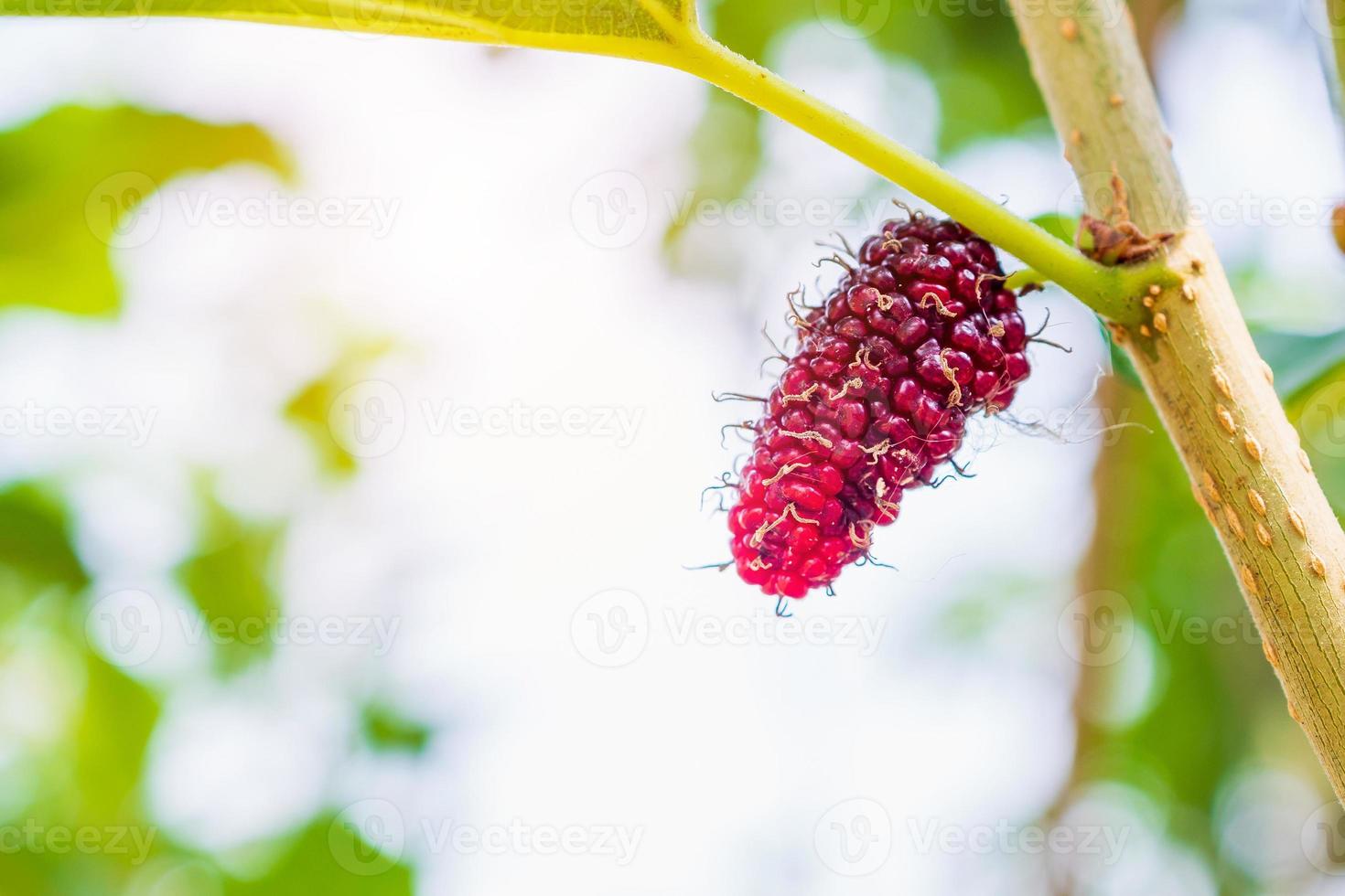 frutas frescas de morera roja en la rama de un árbol foto