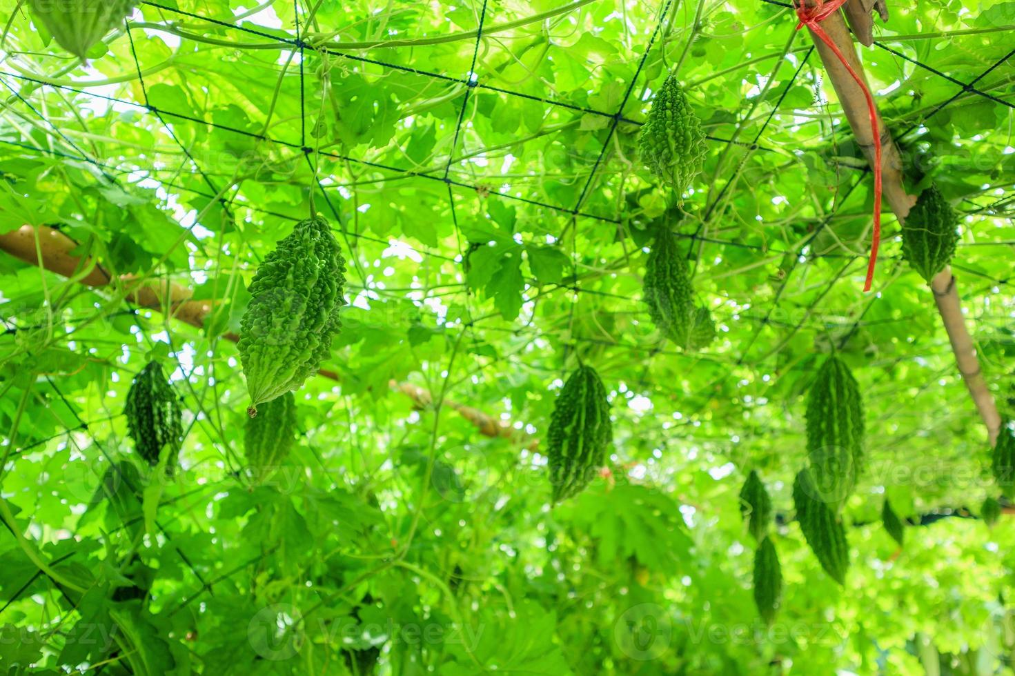 Bitter melon or Momordica charantia plant in organic garden photo