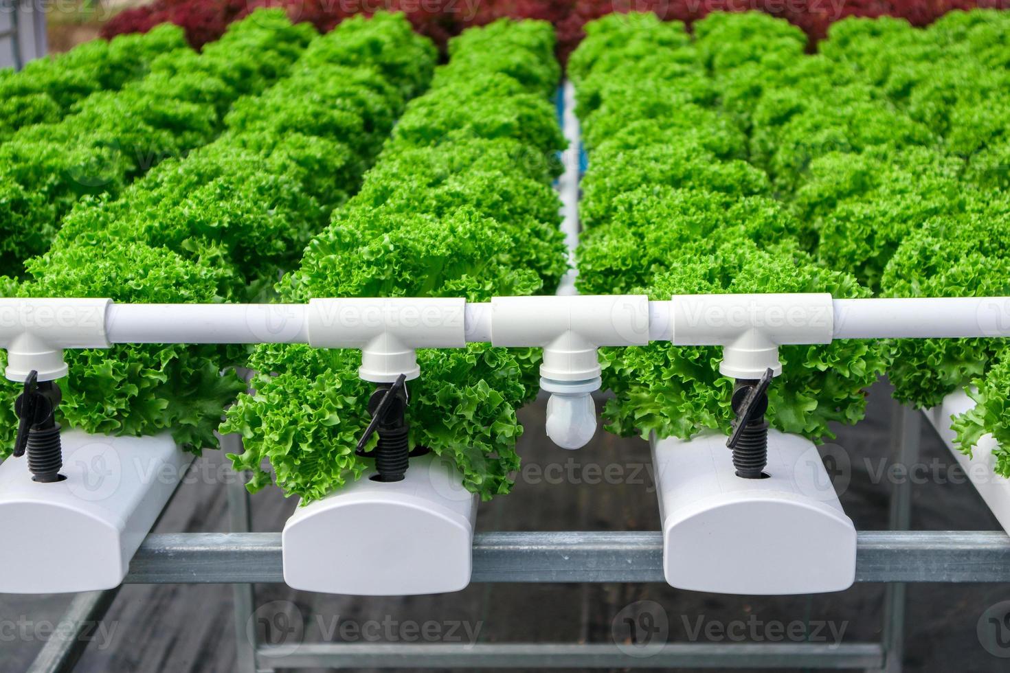 planta de ensalada de lechuga de hojas verdes orgánicas frescas en sistema de granja de vegetales hidropónicos foto