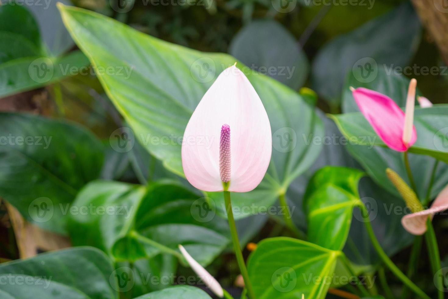 anthurium flowers in tropical garden background photo