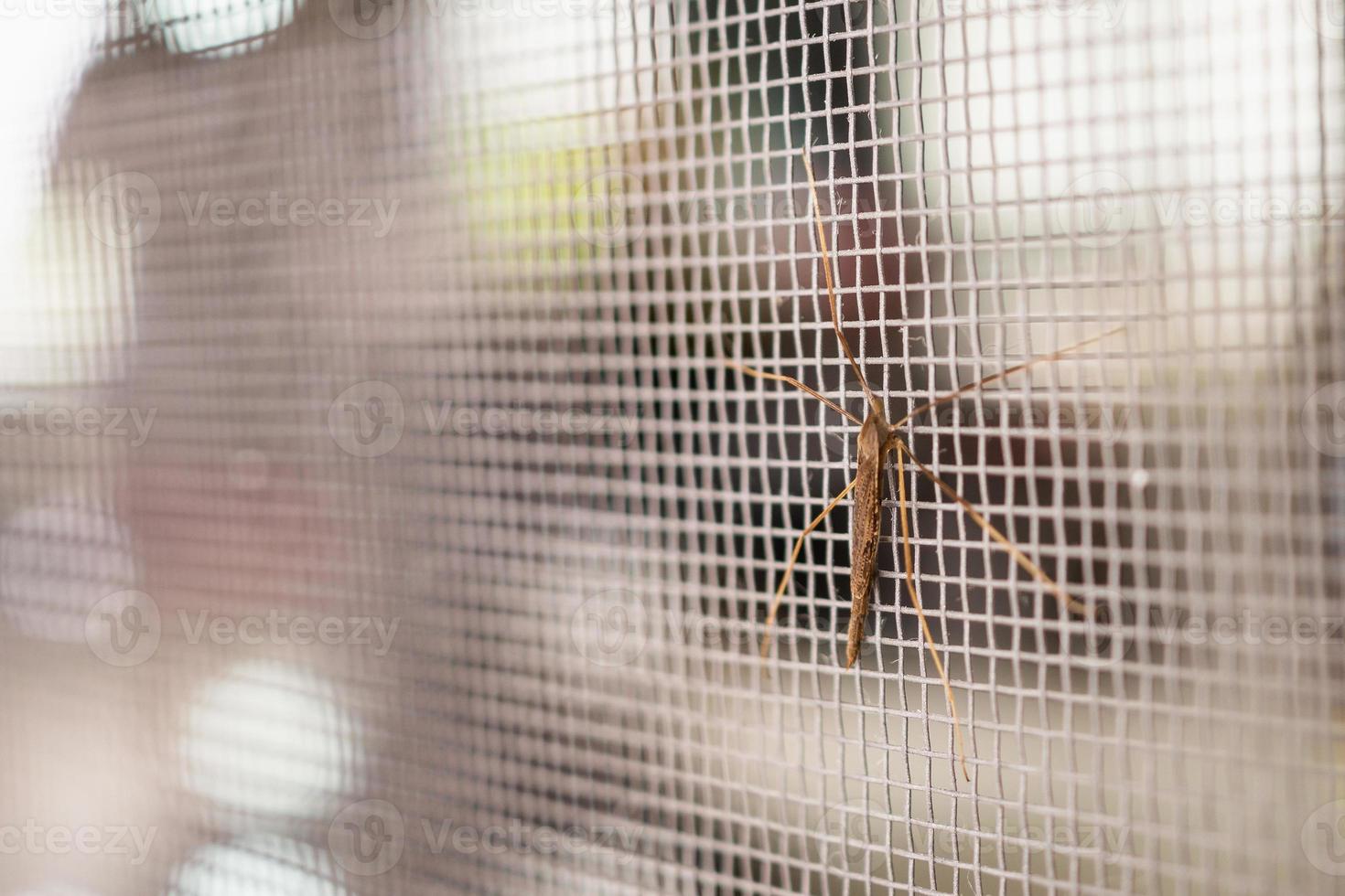 mosquito net wire screen on house window protection against insect photo