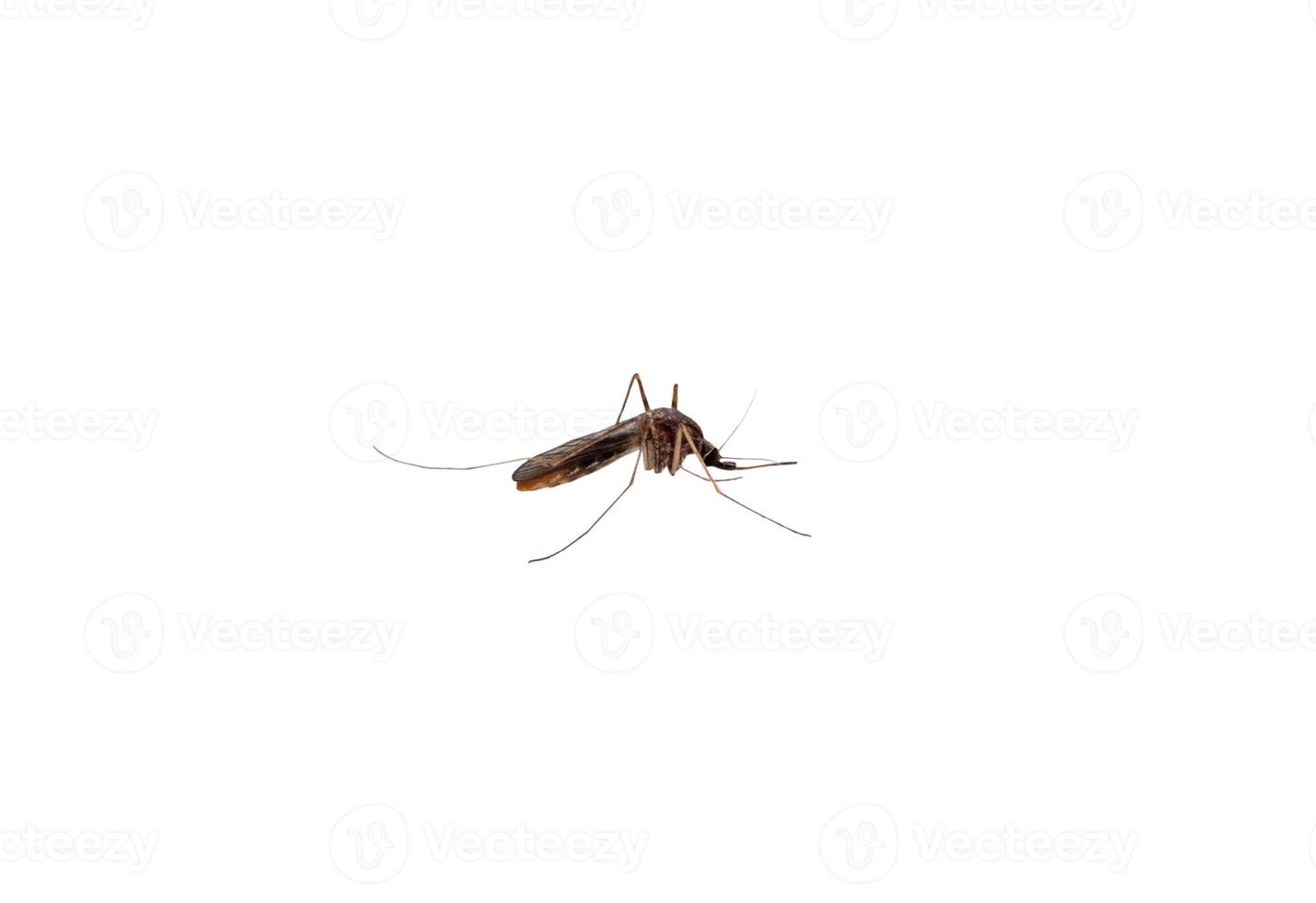 mosquito isolated on white background photo