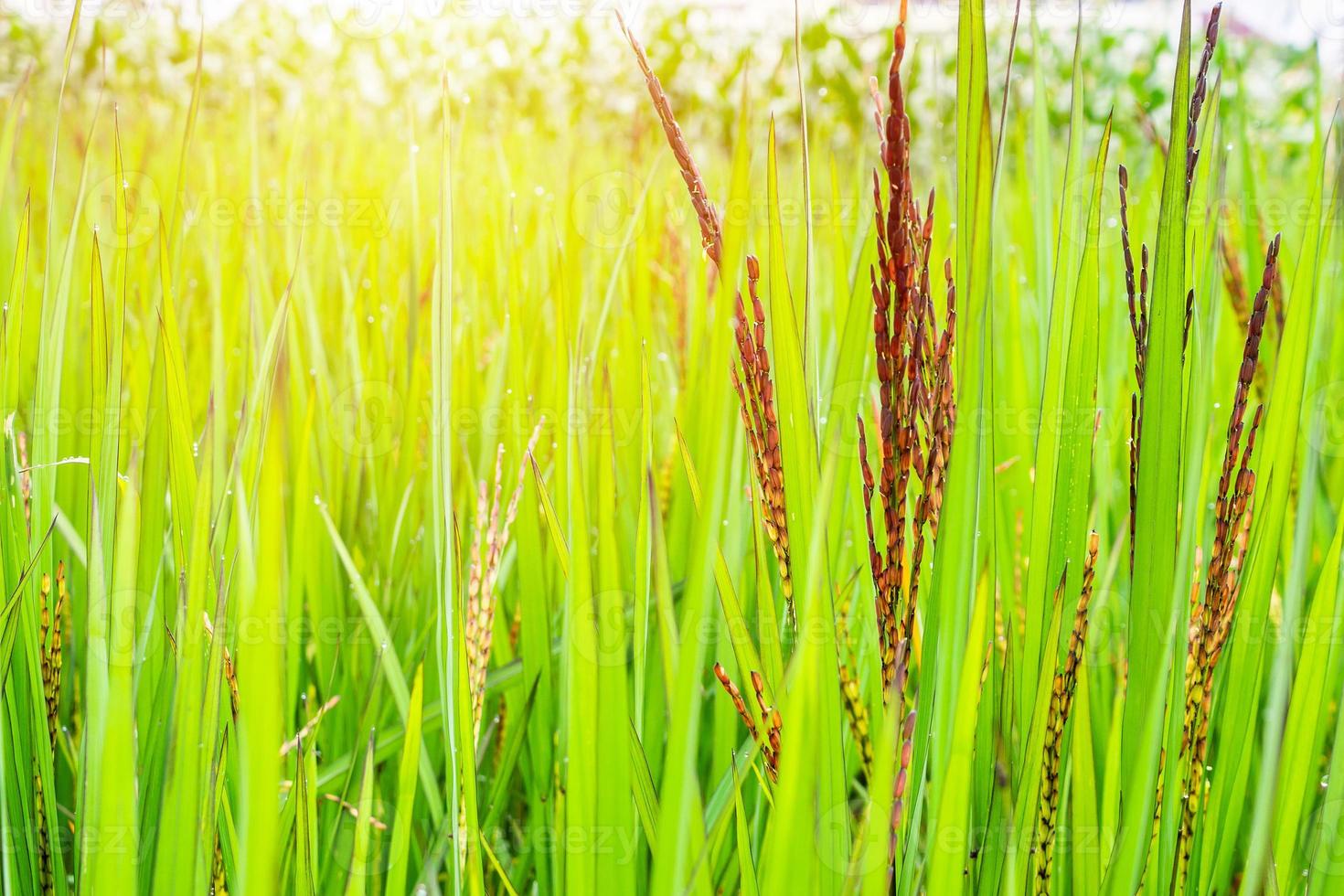 riceberry plant in green organic rice paddy field photo