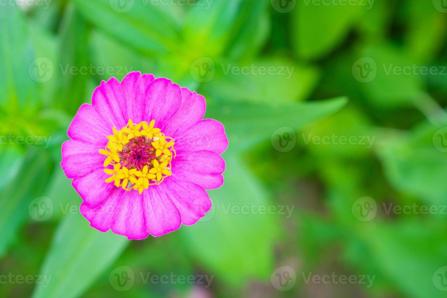 Zinnia flower close up in the garden photo
