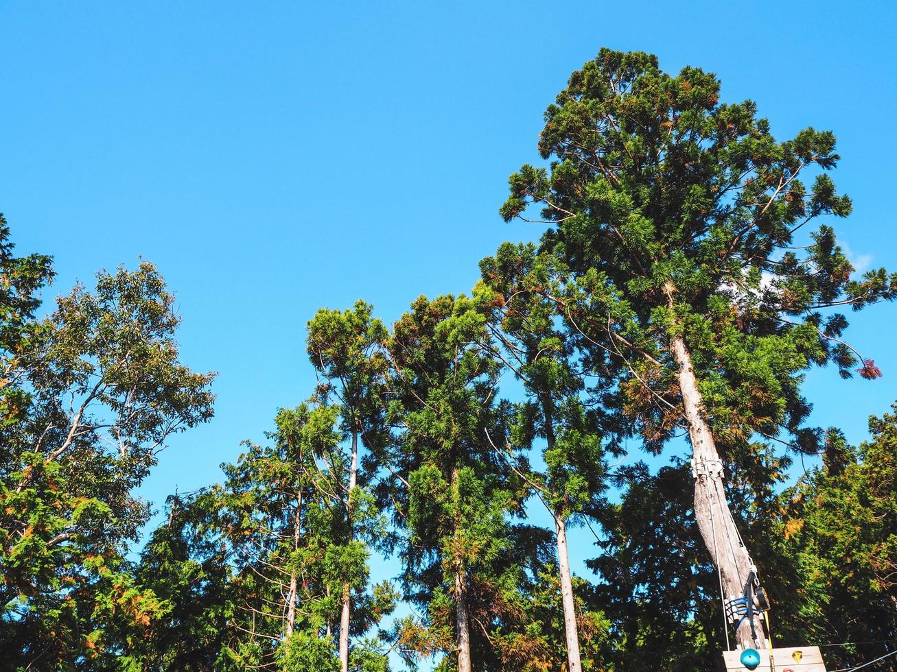 The beautiful of natural with blue sky in japan photo
