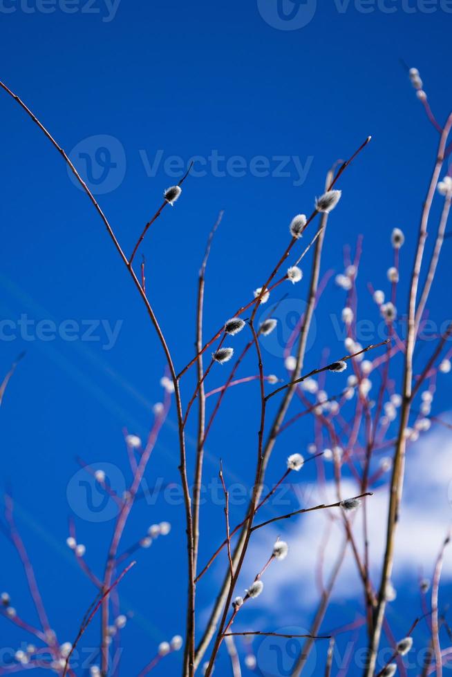 willow against blue skies in spring photo